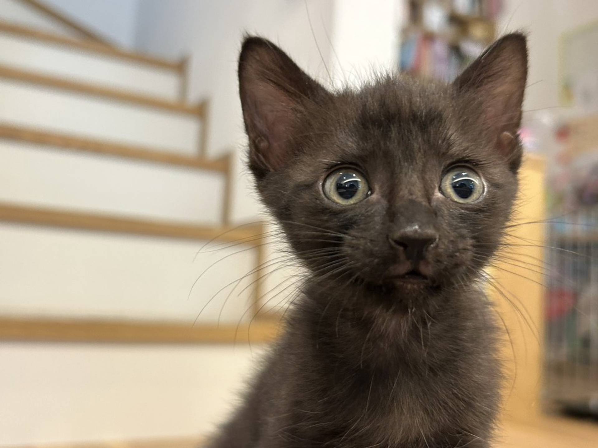 雑種（ミックス猫）・メスの里親募集の写真