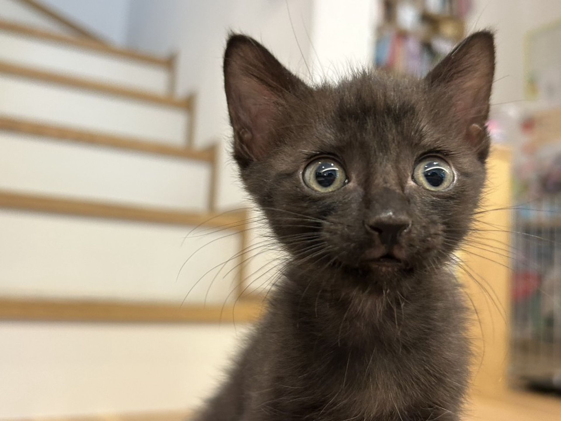 雑種（ミックス猫）・メスの里親募集の写真