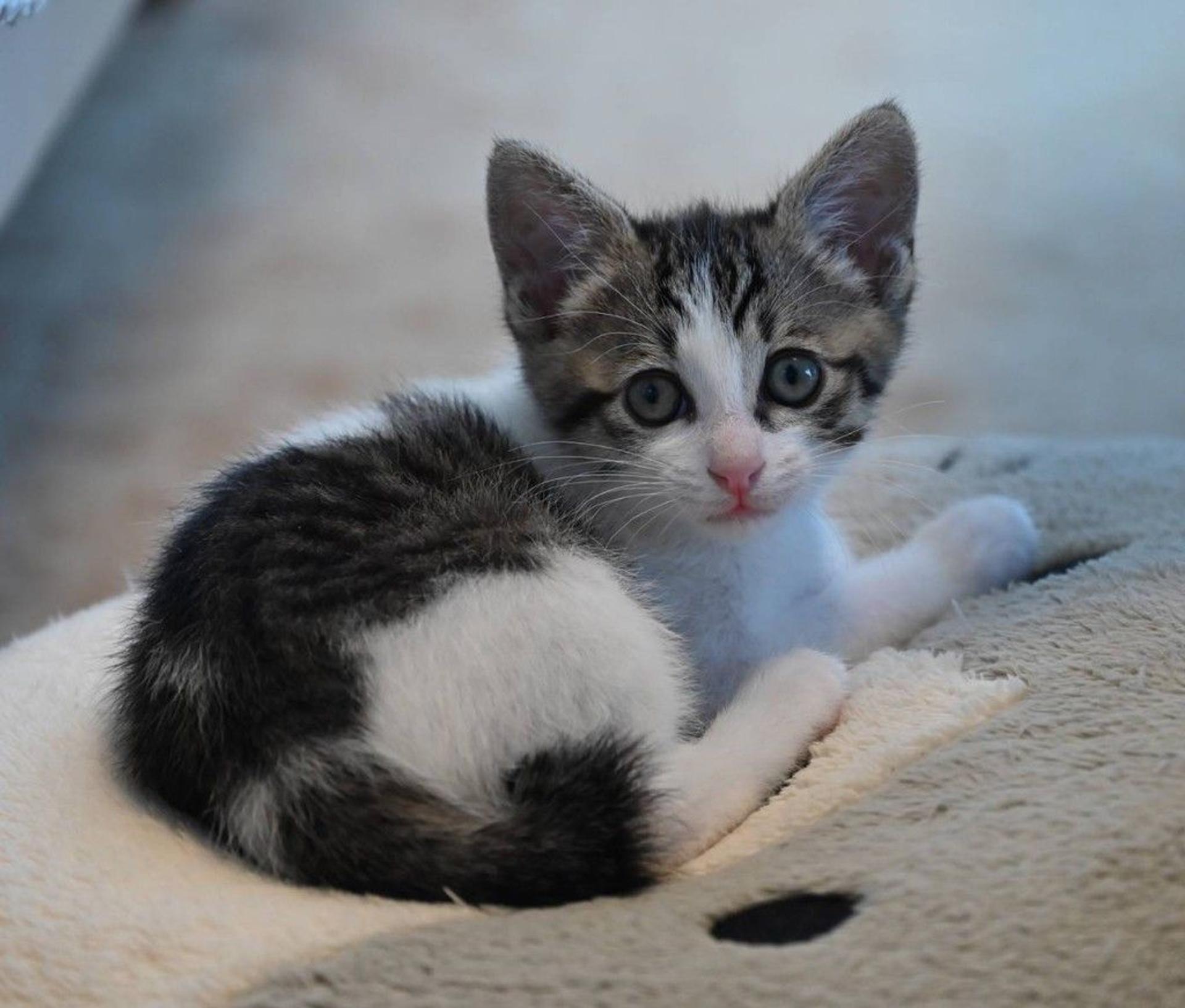 pet-image-2