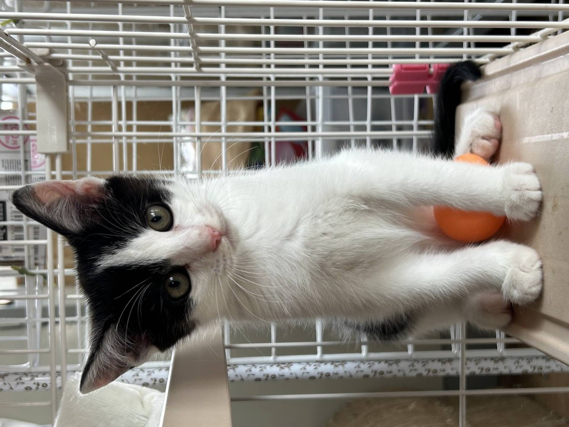 雑種（ミックス猫）・オスの里親募集の写真
