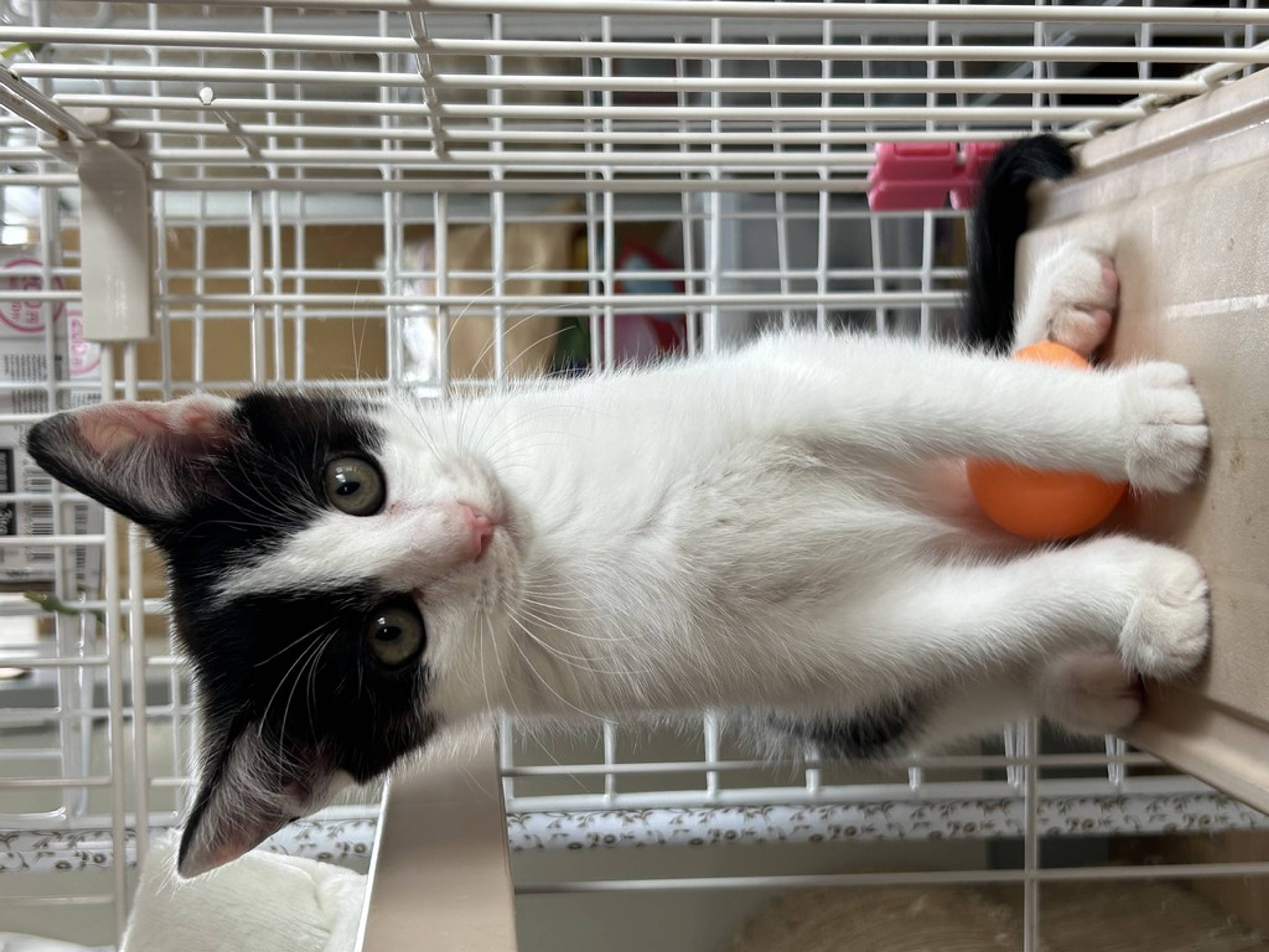 雑種（ミックス猫）・オスの里親募集の写真