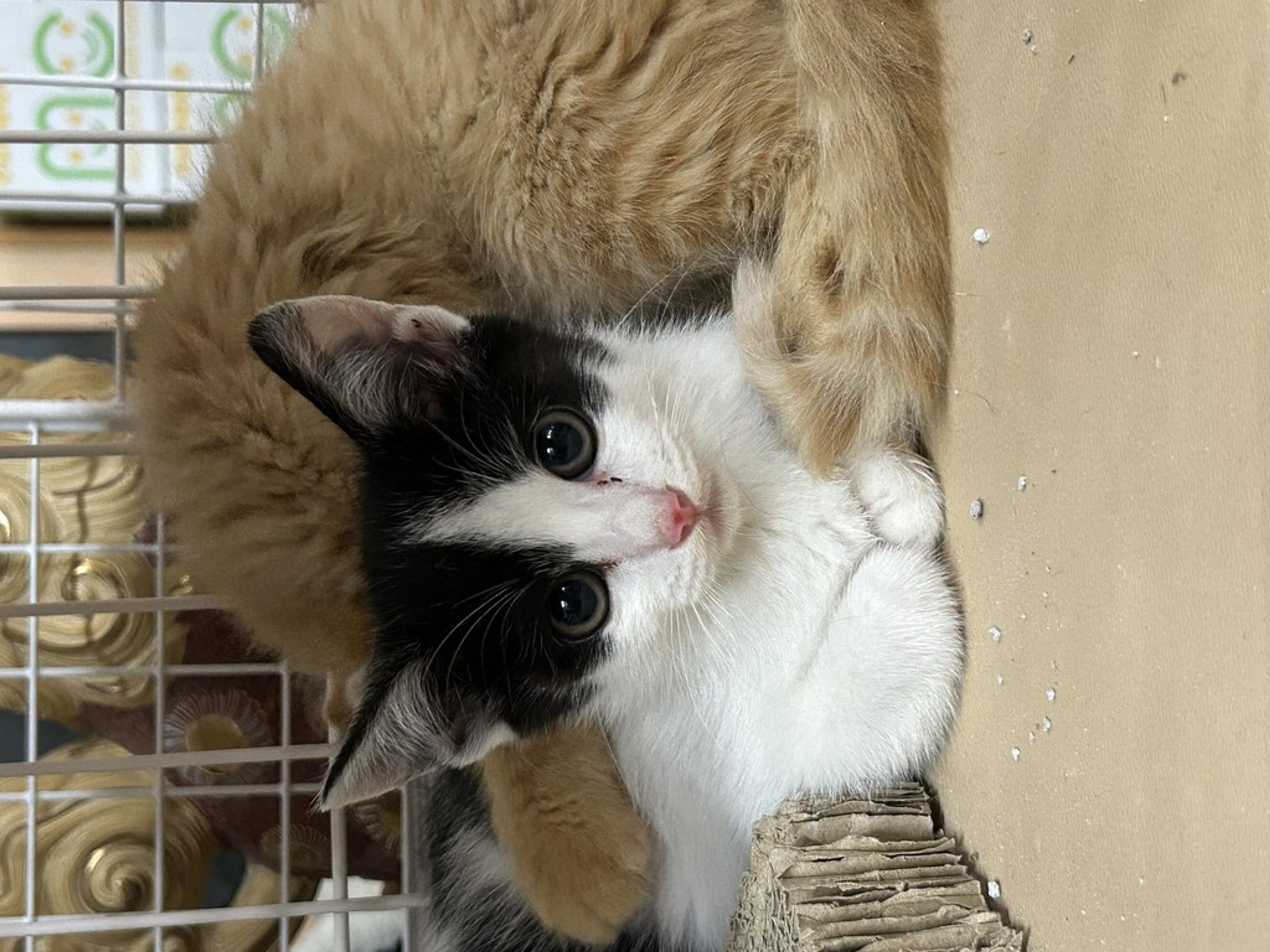 pet-image-2
