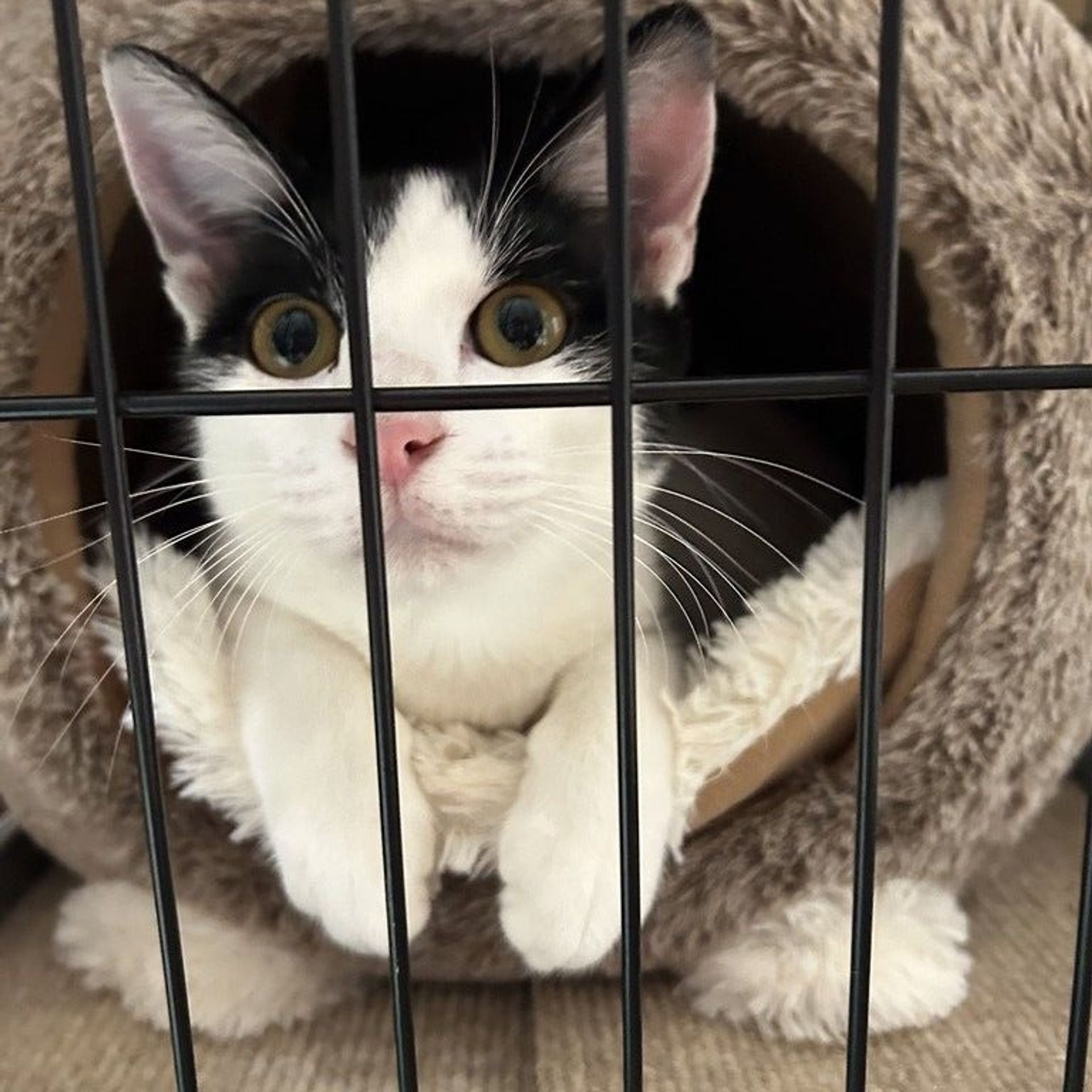 雑種（ミックス猫）・オスの里親募集の写真