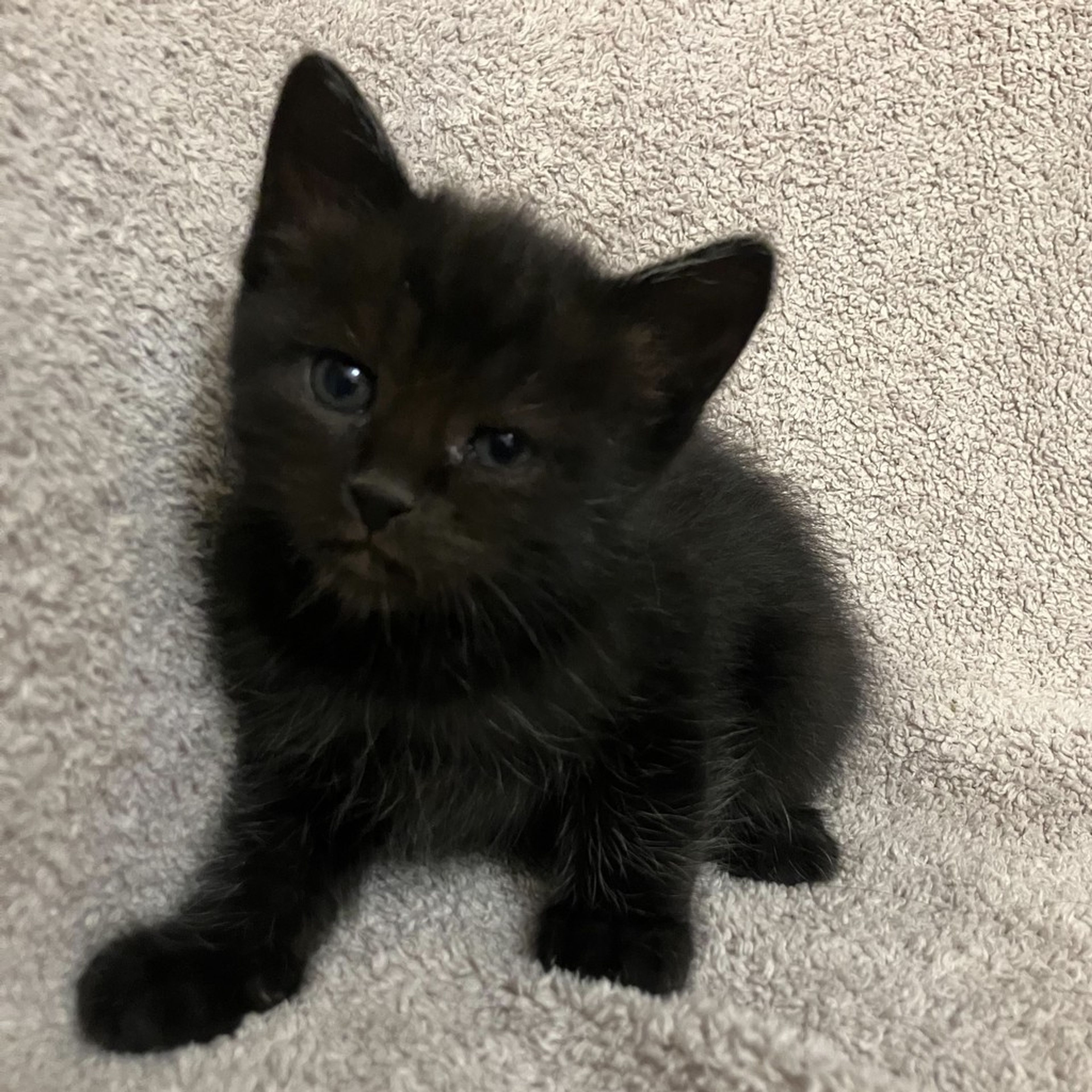 雑種（ミックス猫）・オスの里親募集の写真