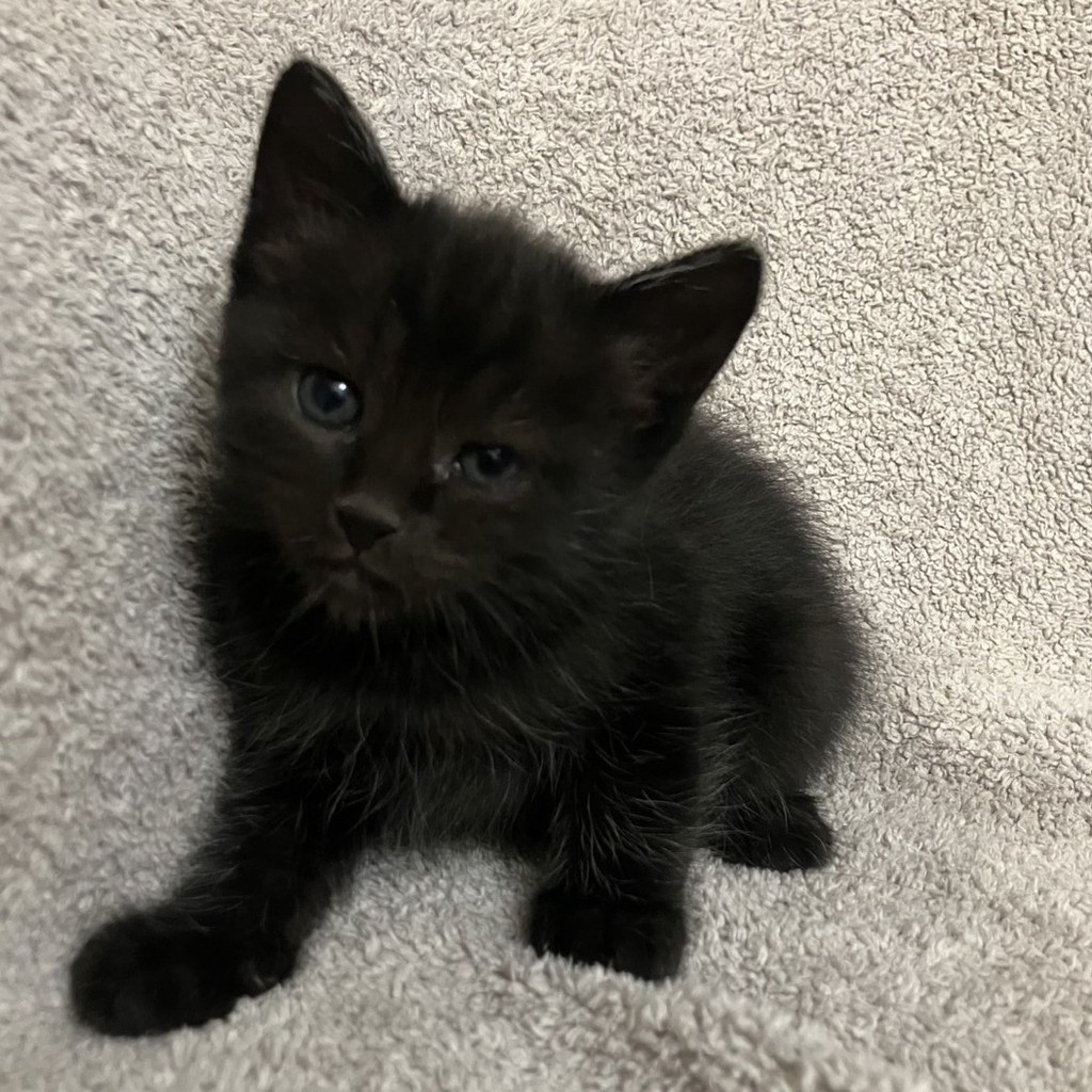 pet-image-3