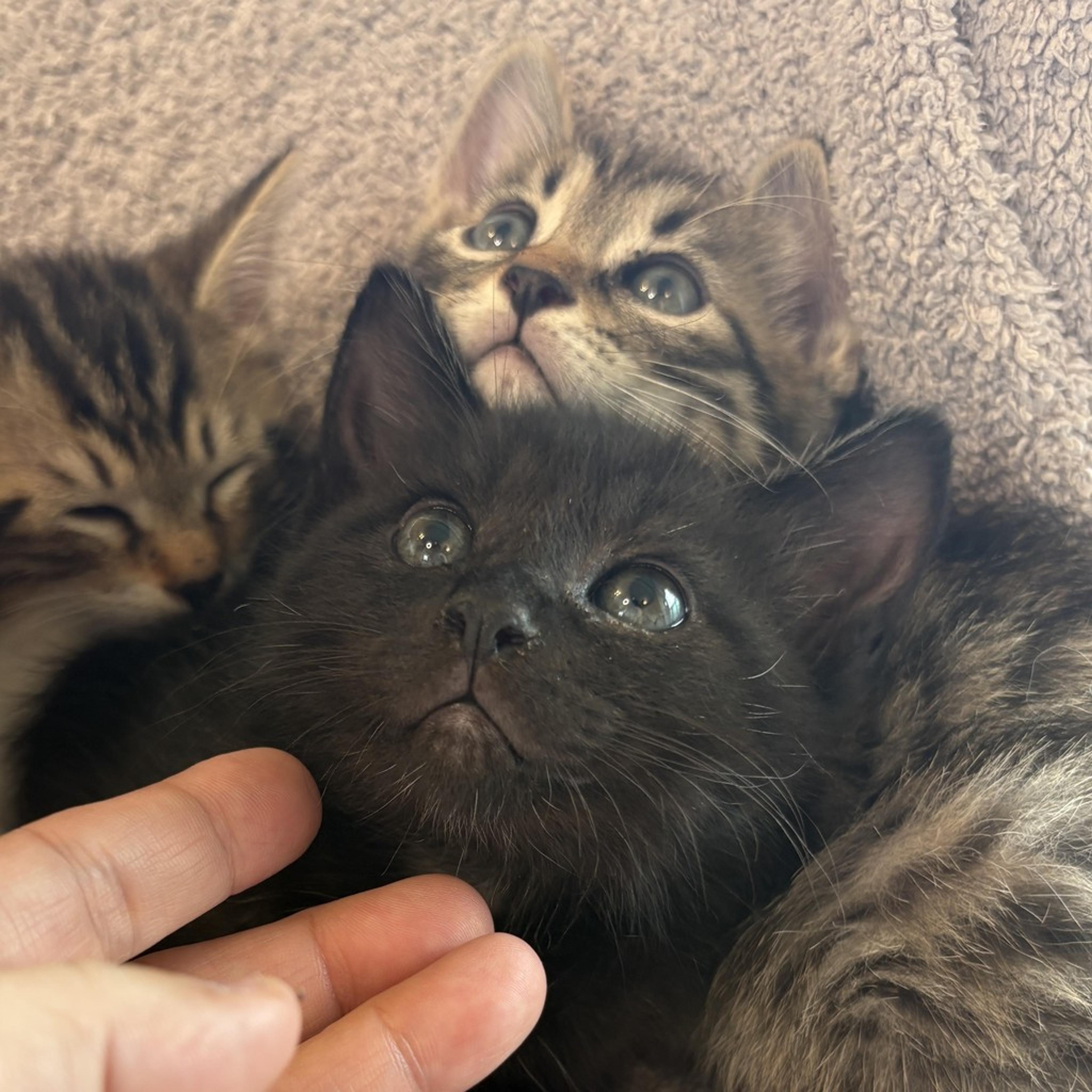 pet-image-3