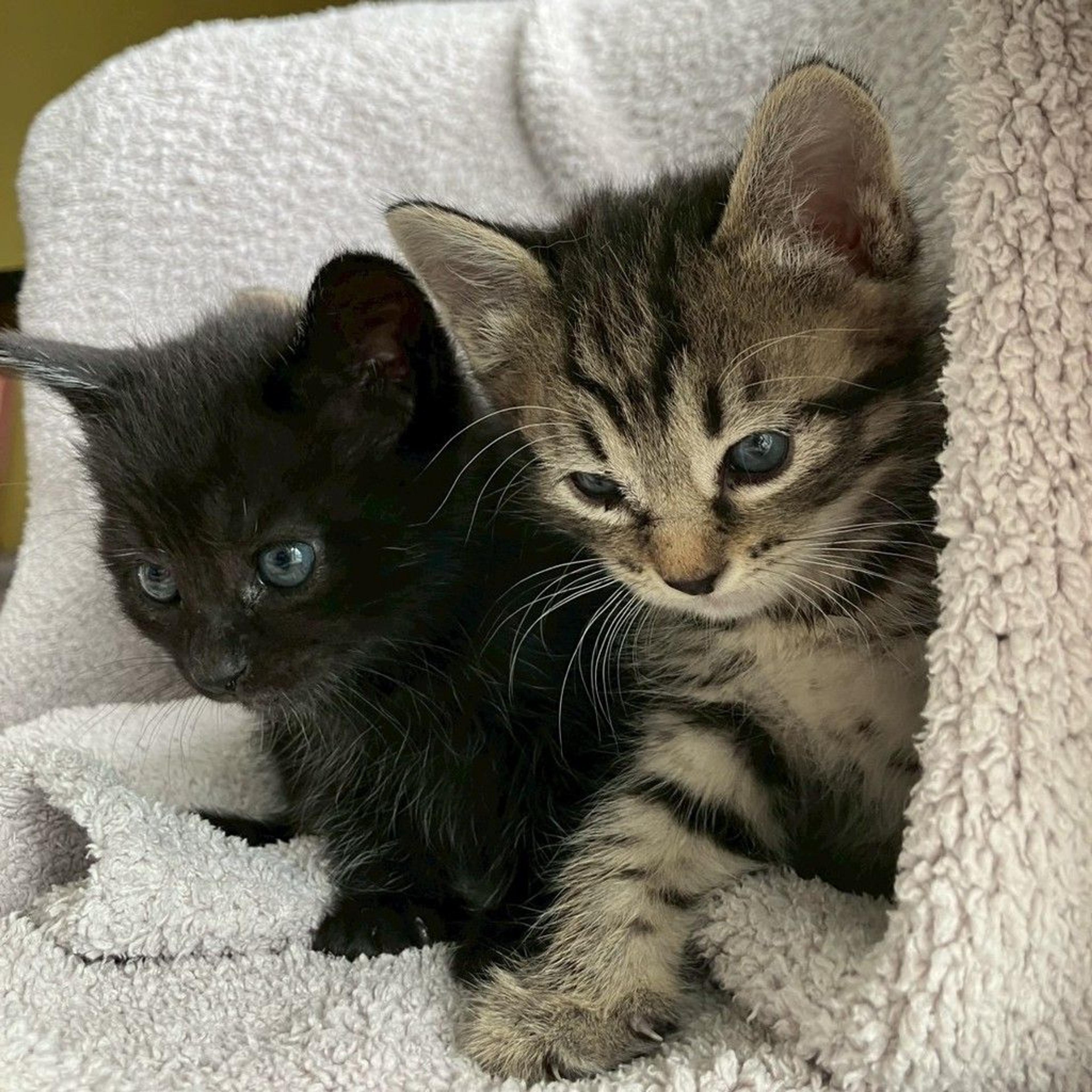 pet-image-4