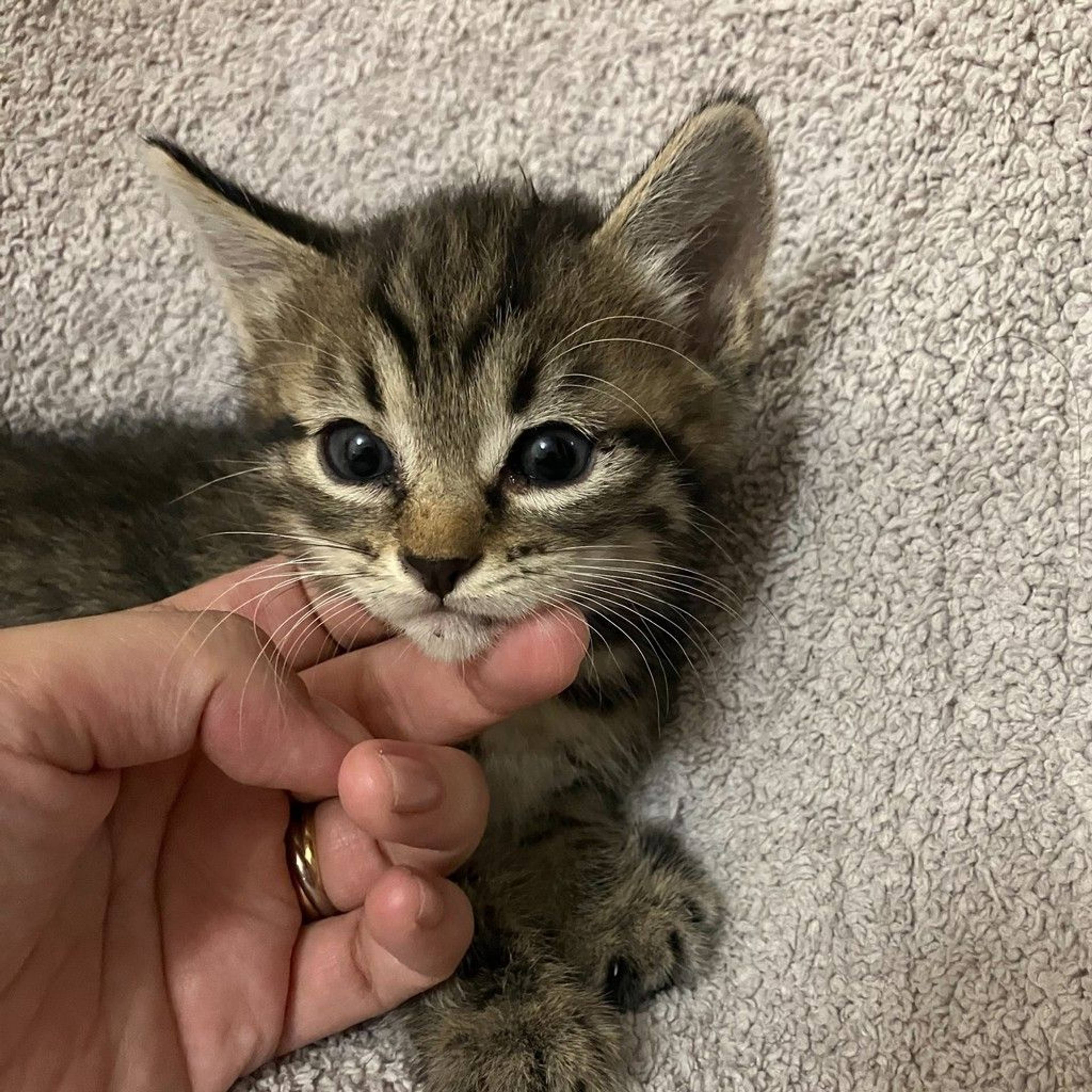 雑種（ミックス猫）・オスの里親募集の写真