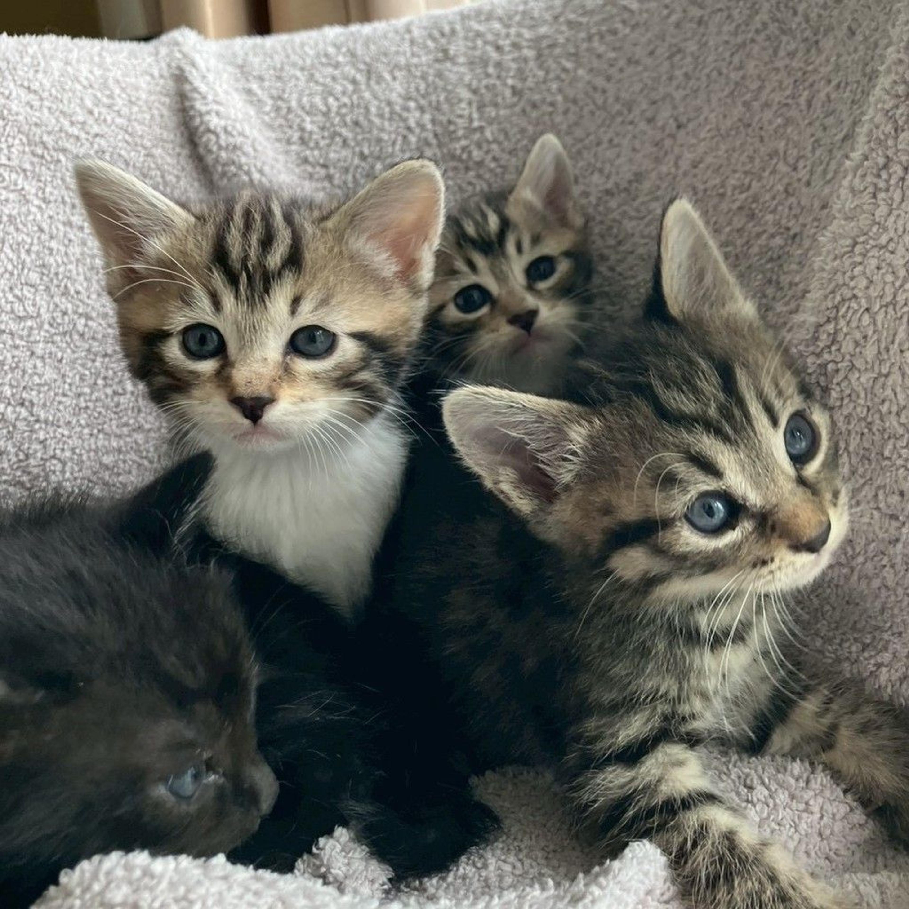 pet-image-4