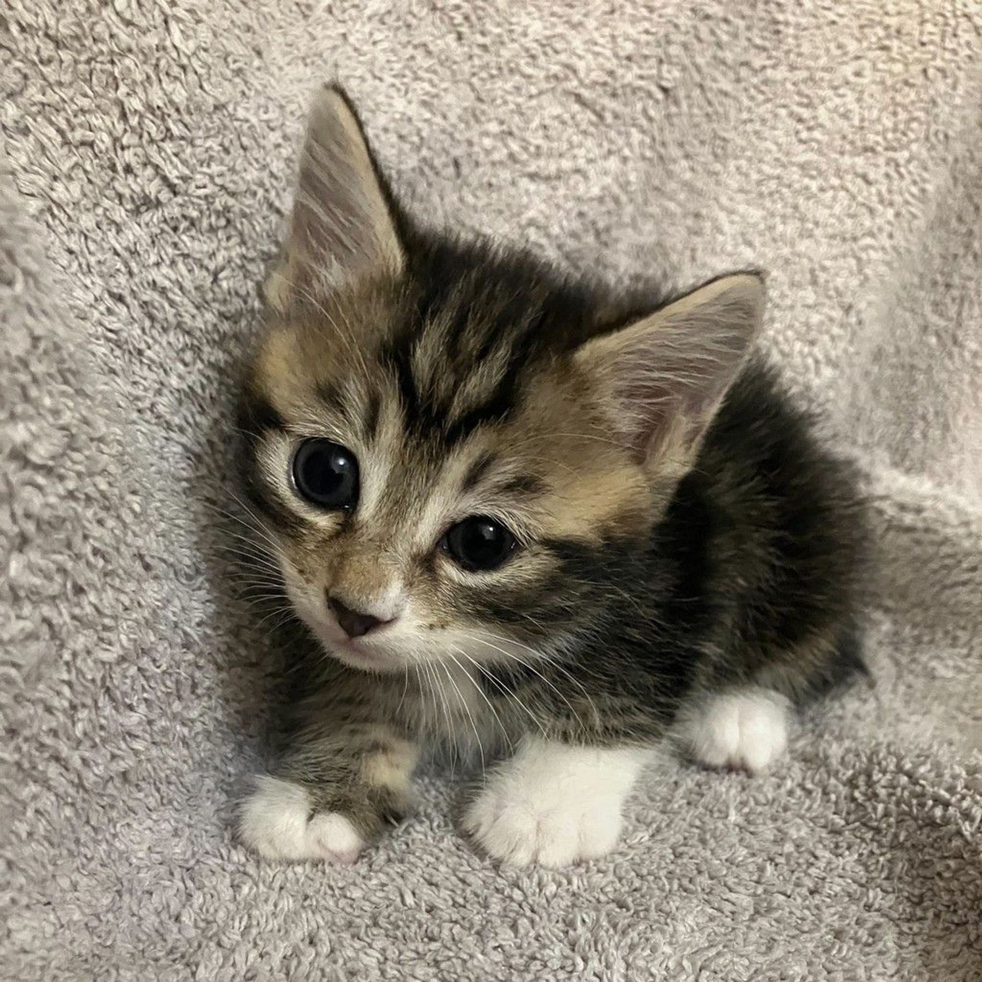 雑種（ミックス猫）・オスの里親募集の写真