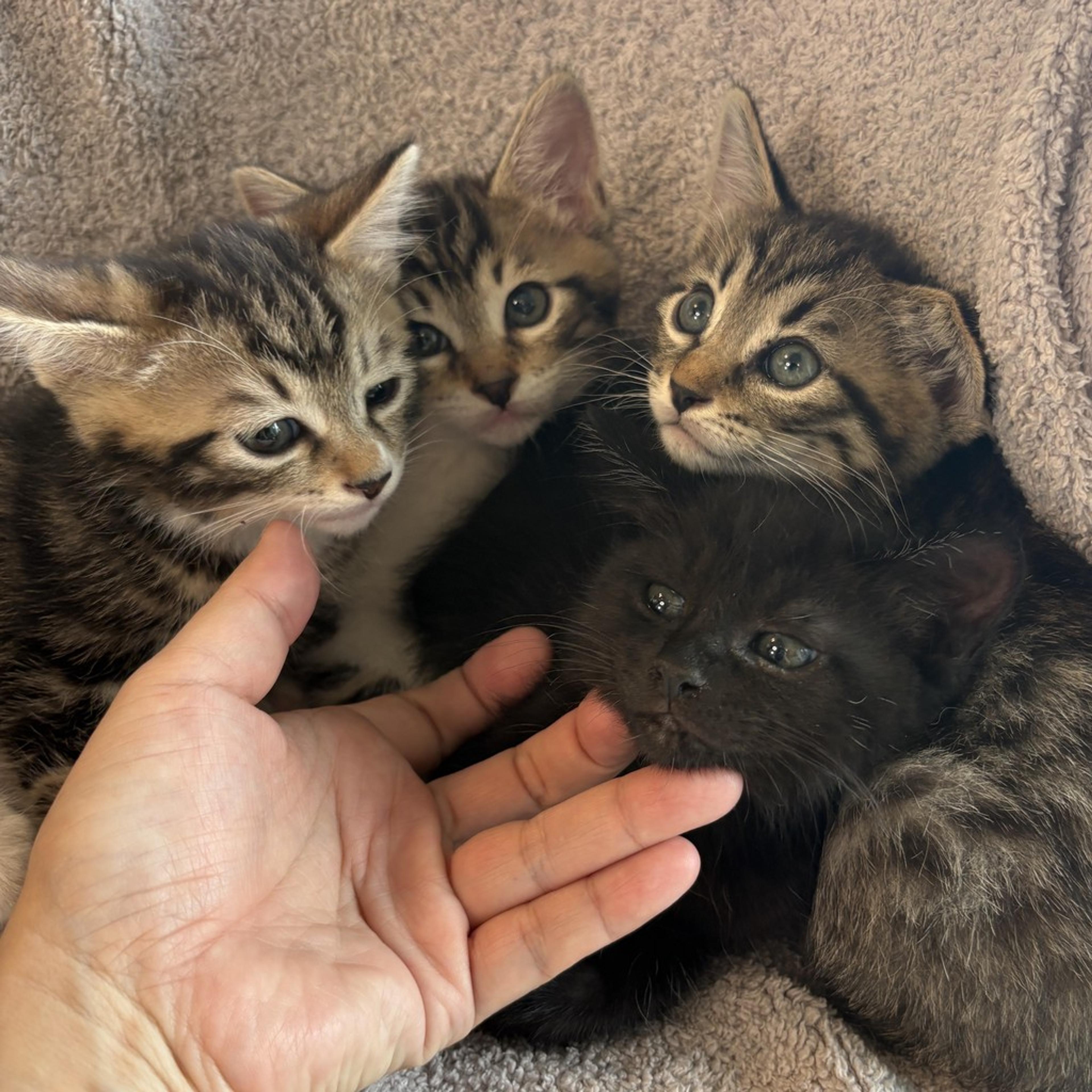 pet-image-7