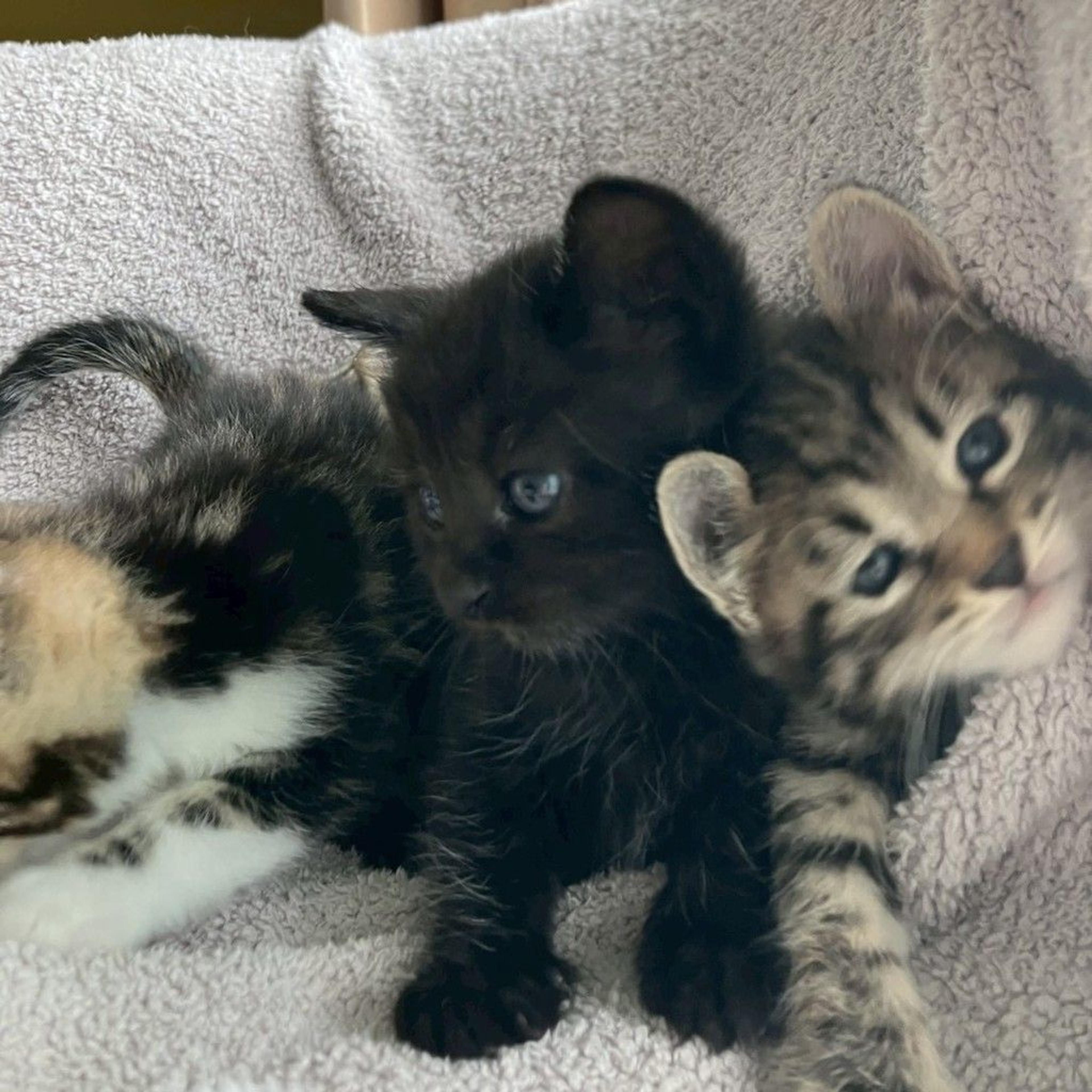 pet-image-9
