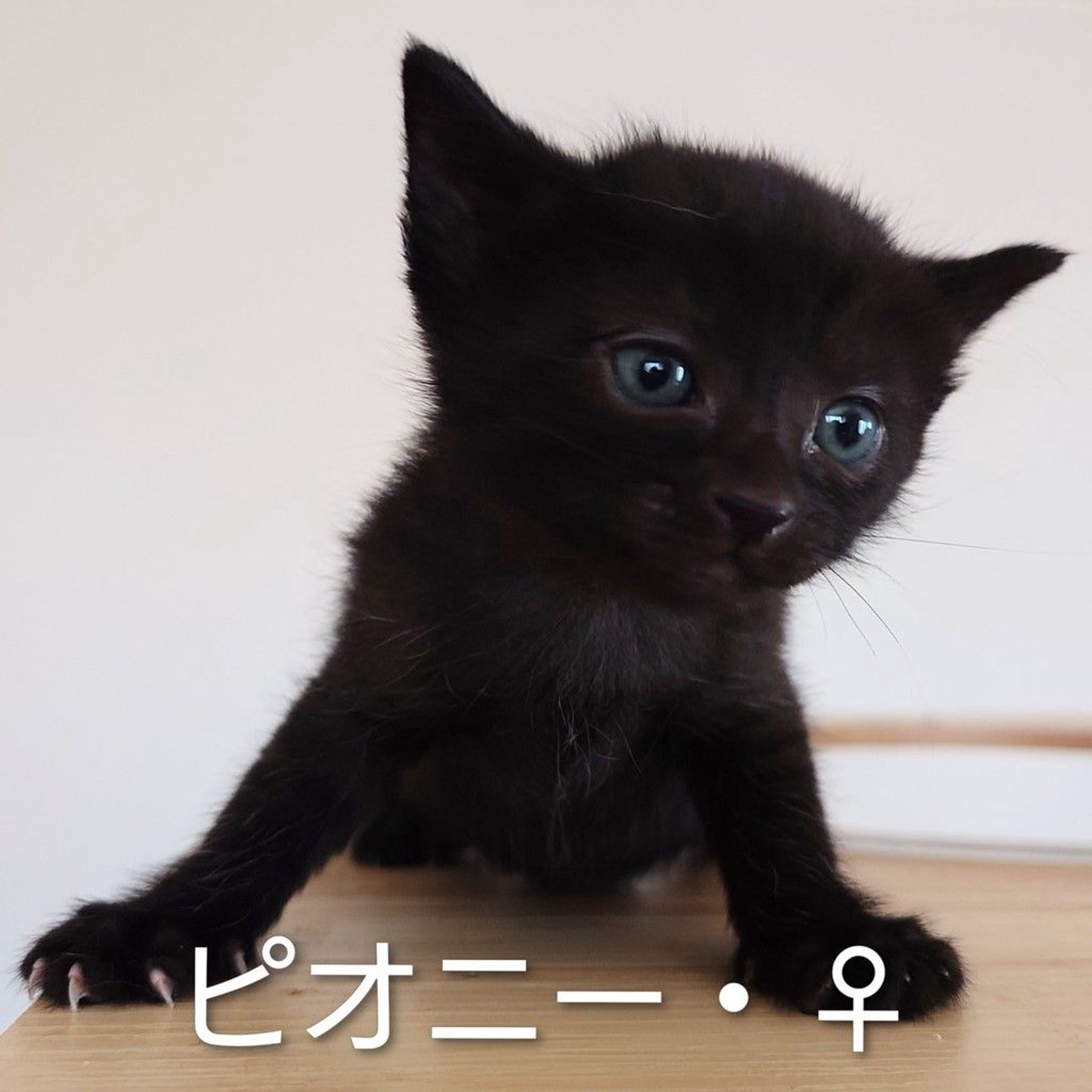 pet-image-6