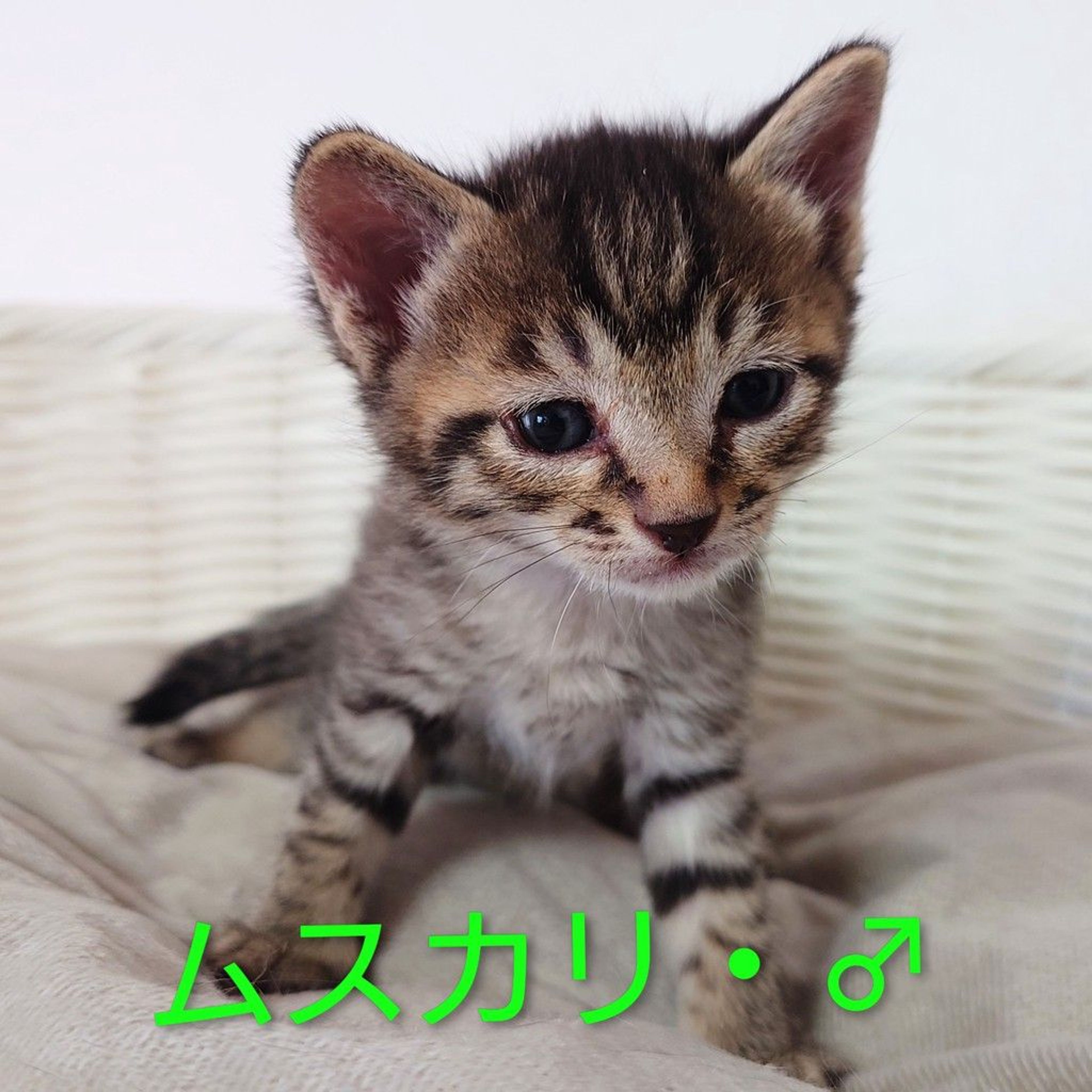 pet-image-7