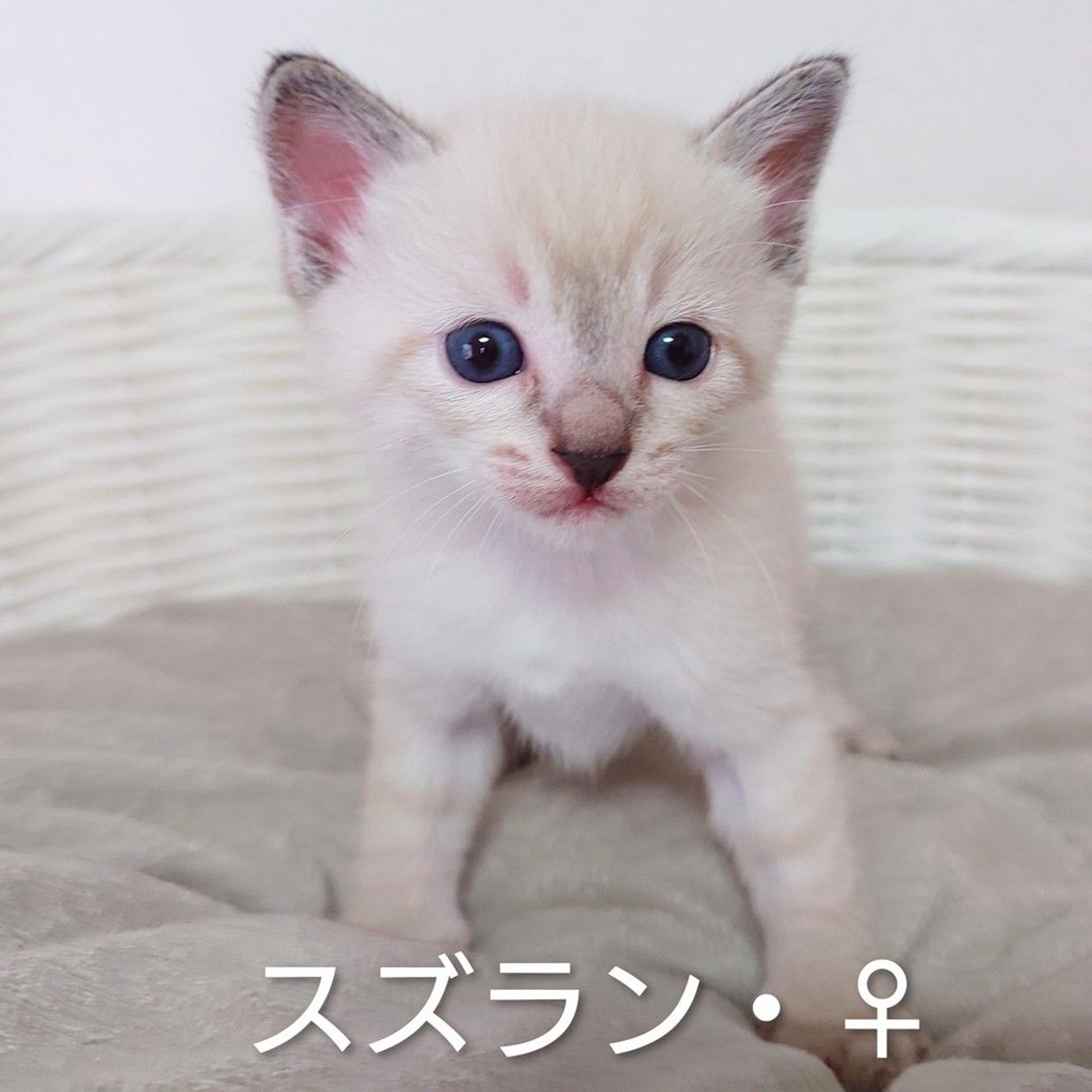 pet-image-8