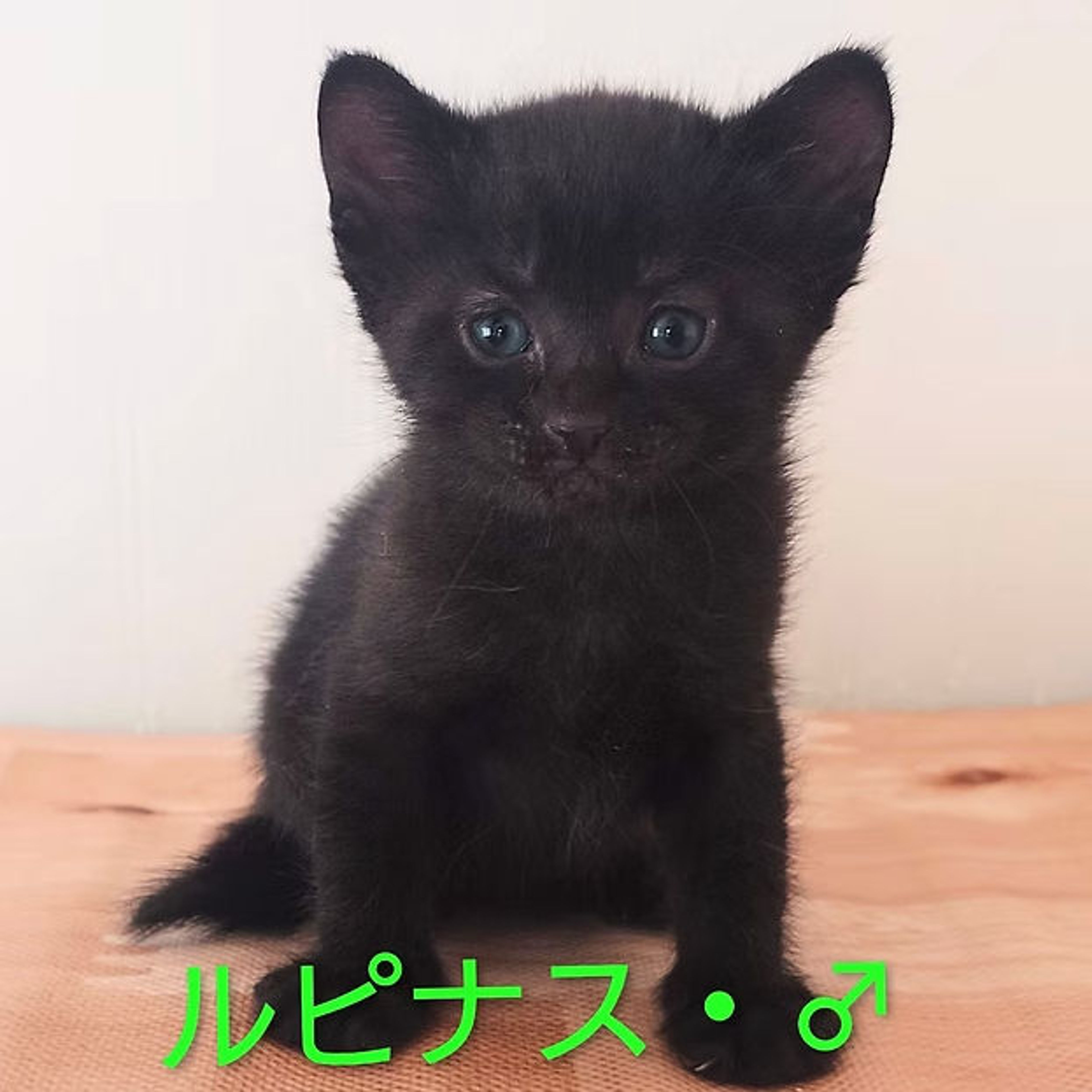 pet-image-10