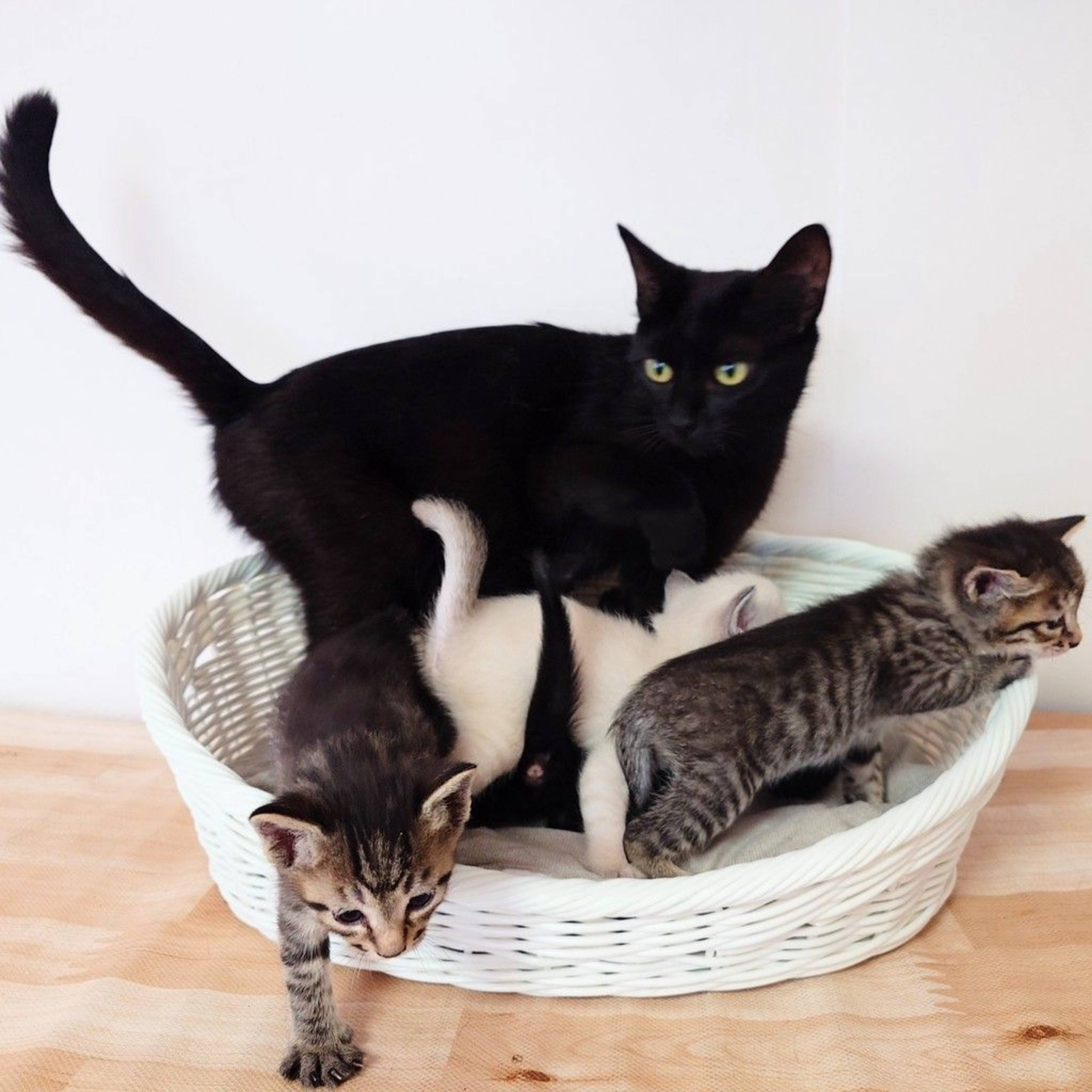 雑種（ミックス猫）・メスの里親募集の写真
