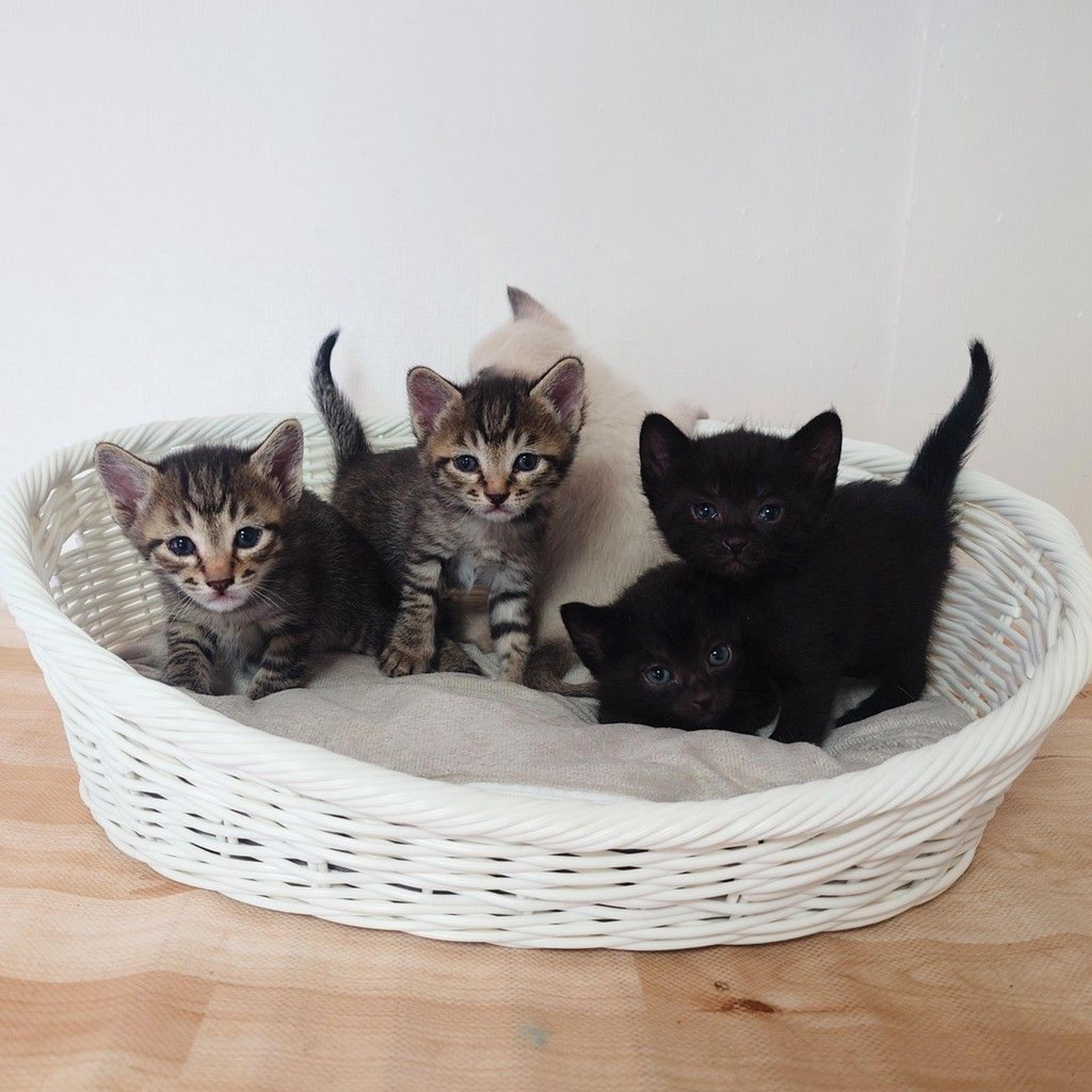 pet-image-4