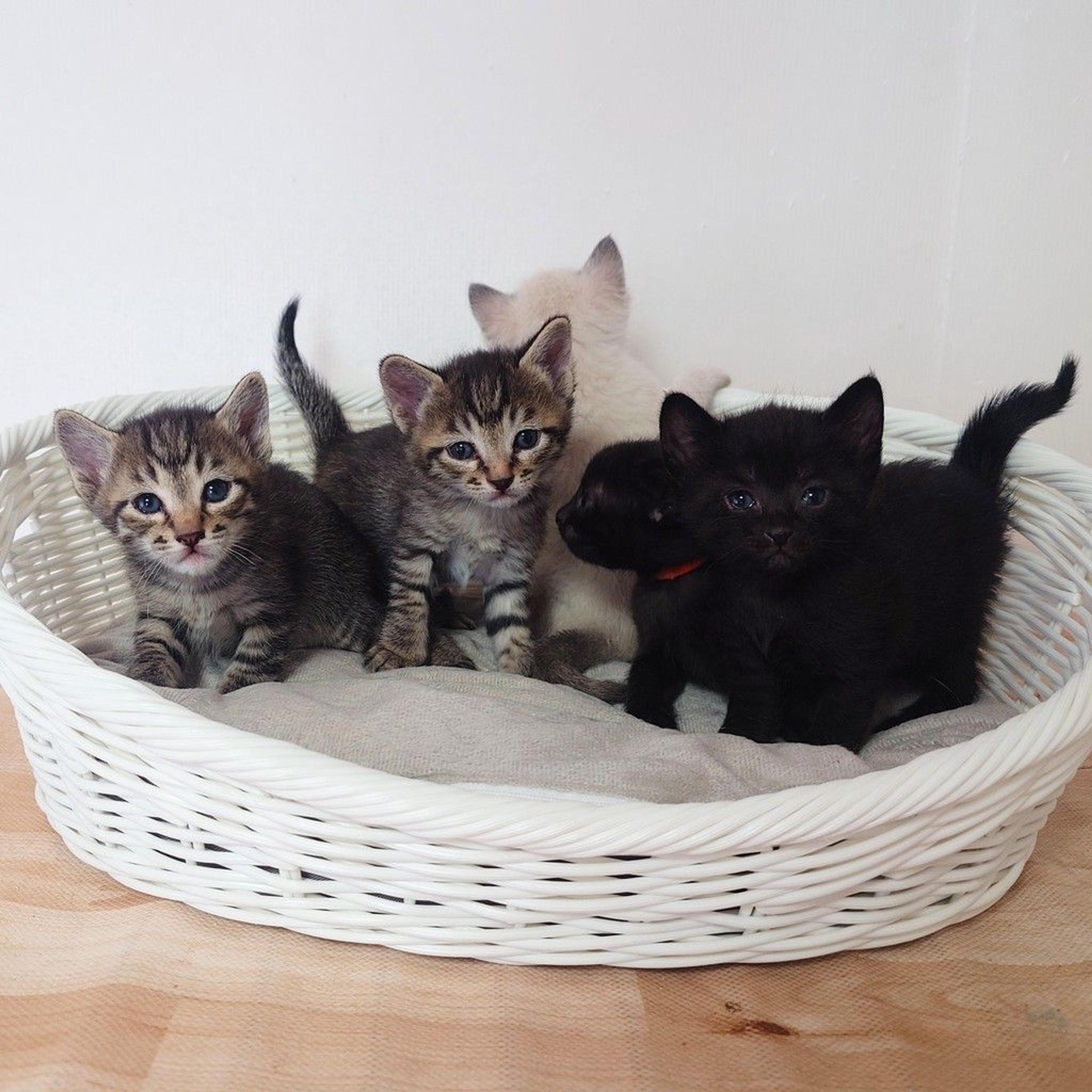 pet-image-5