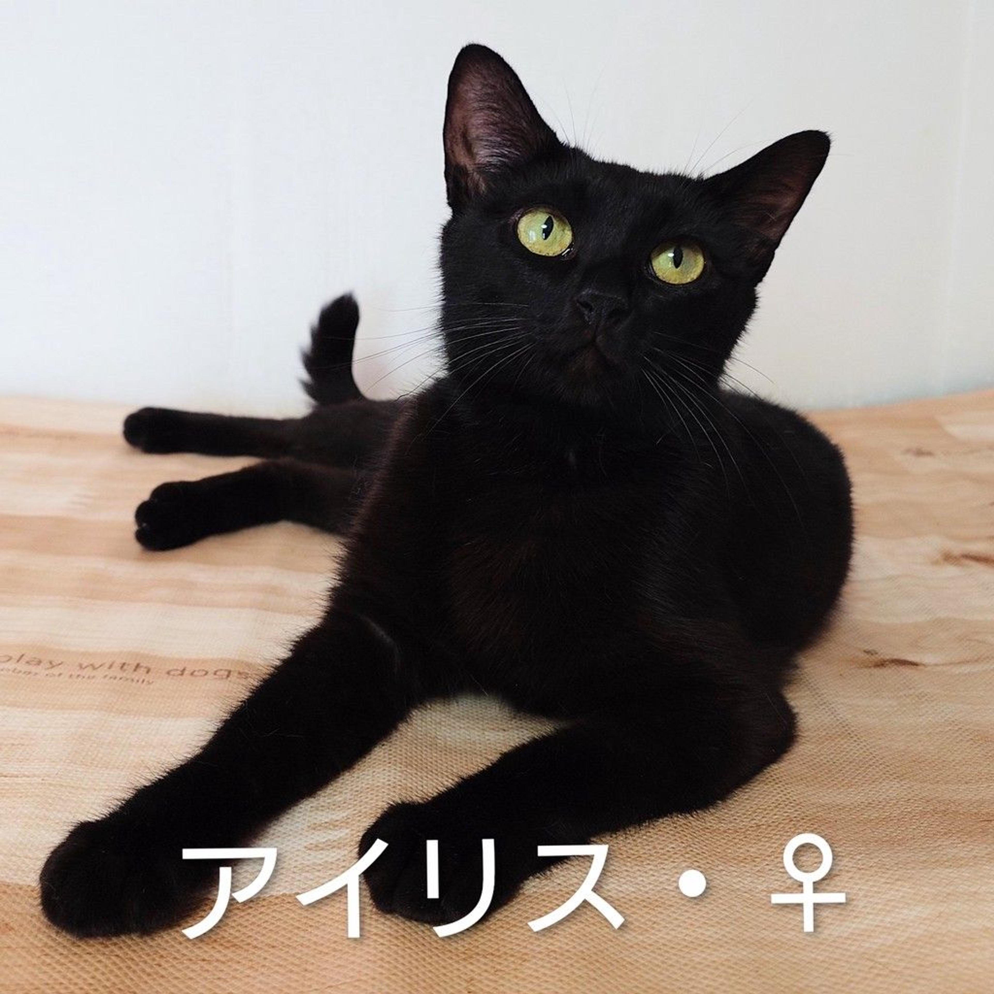 pet-image-7