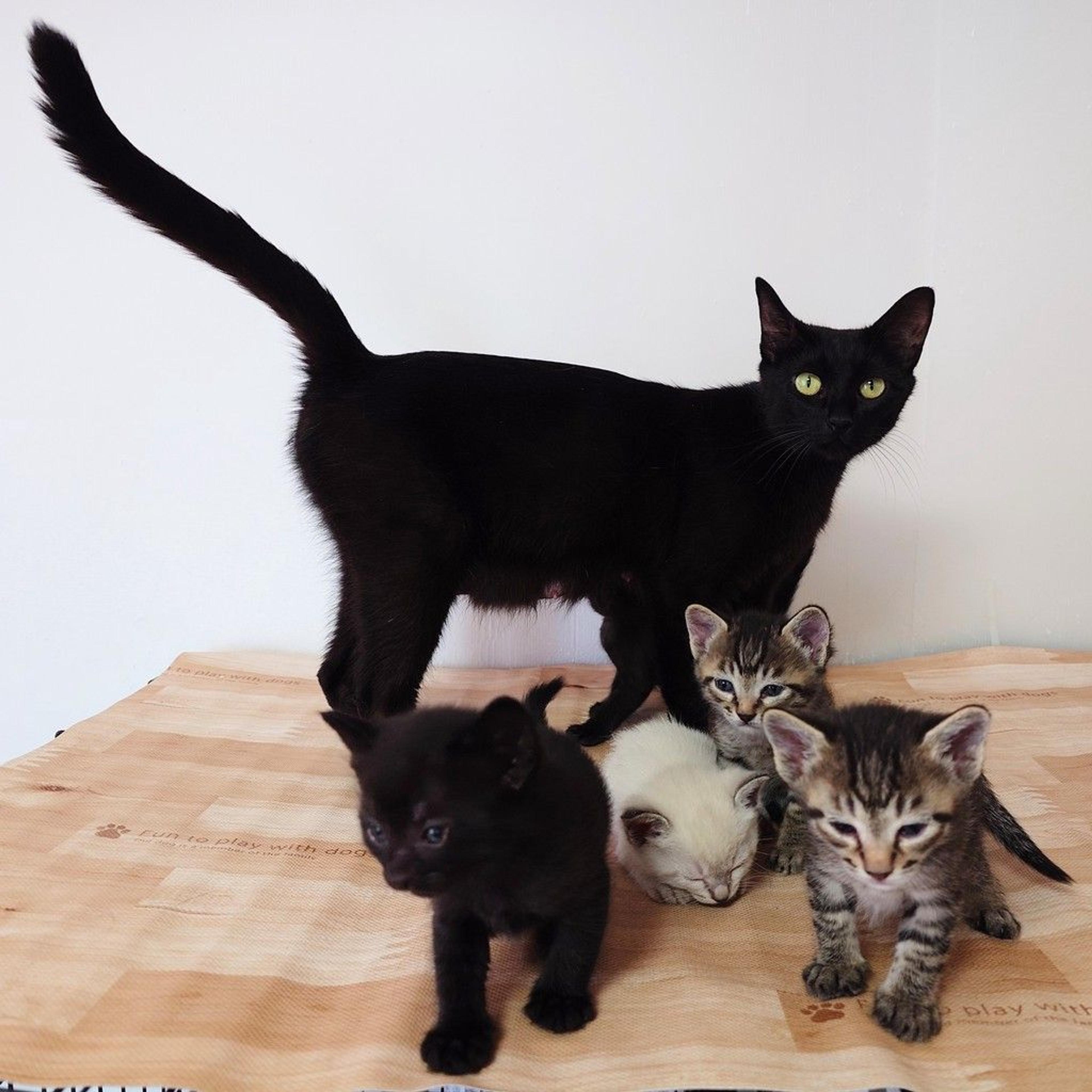 pet-image-9
