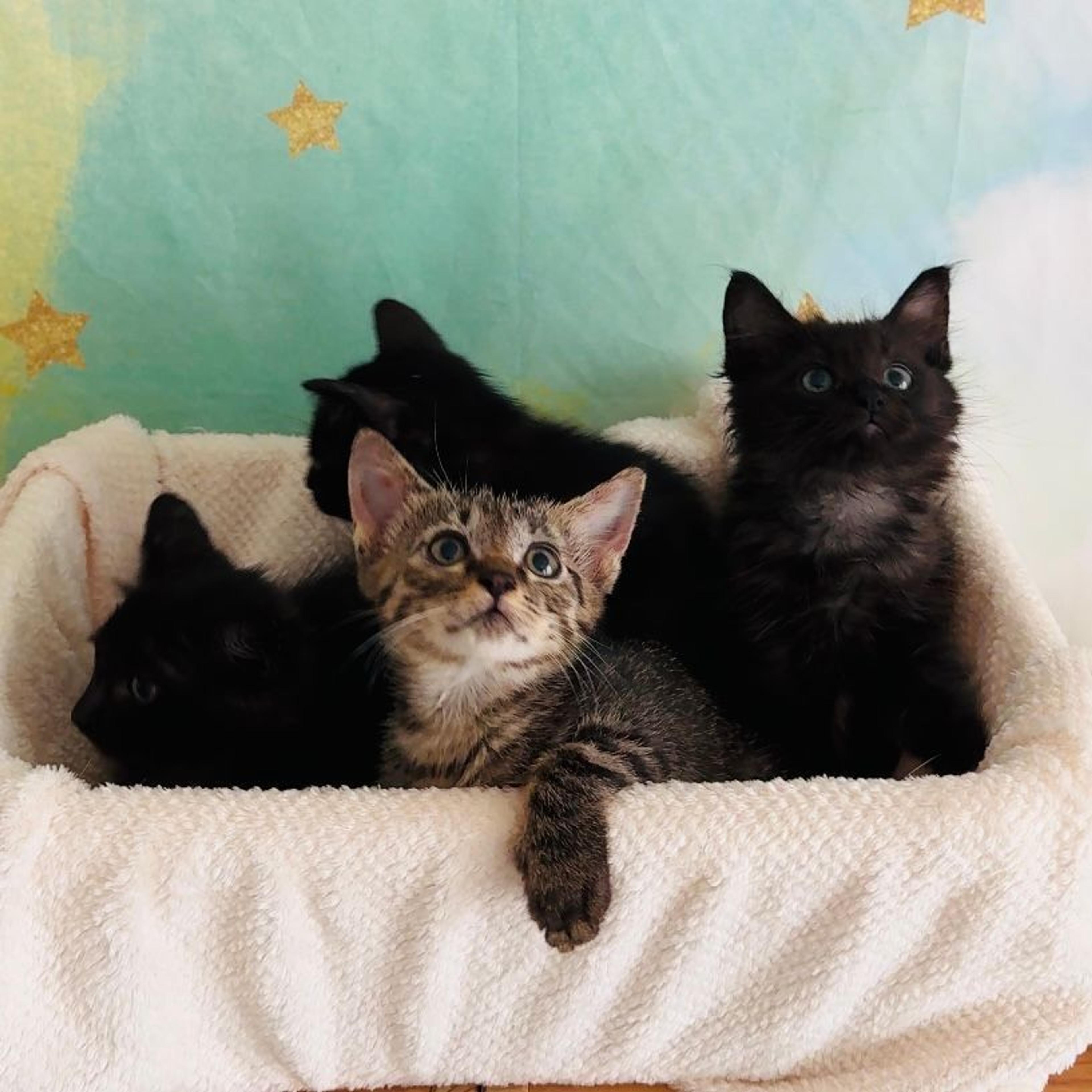 pet-image-2