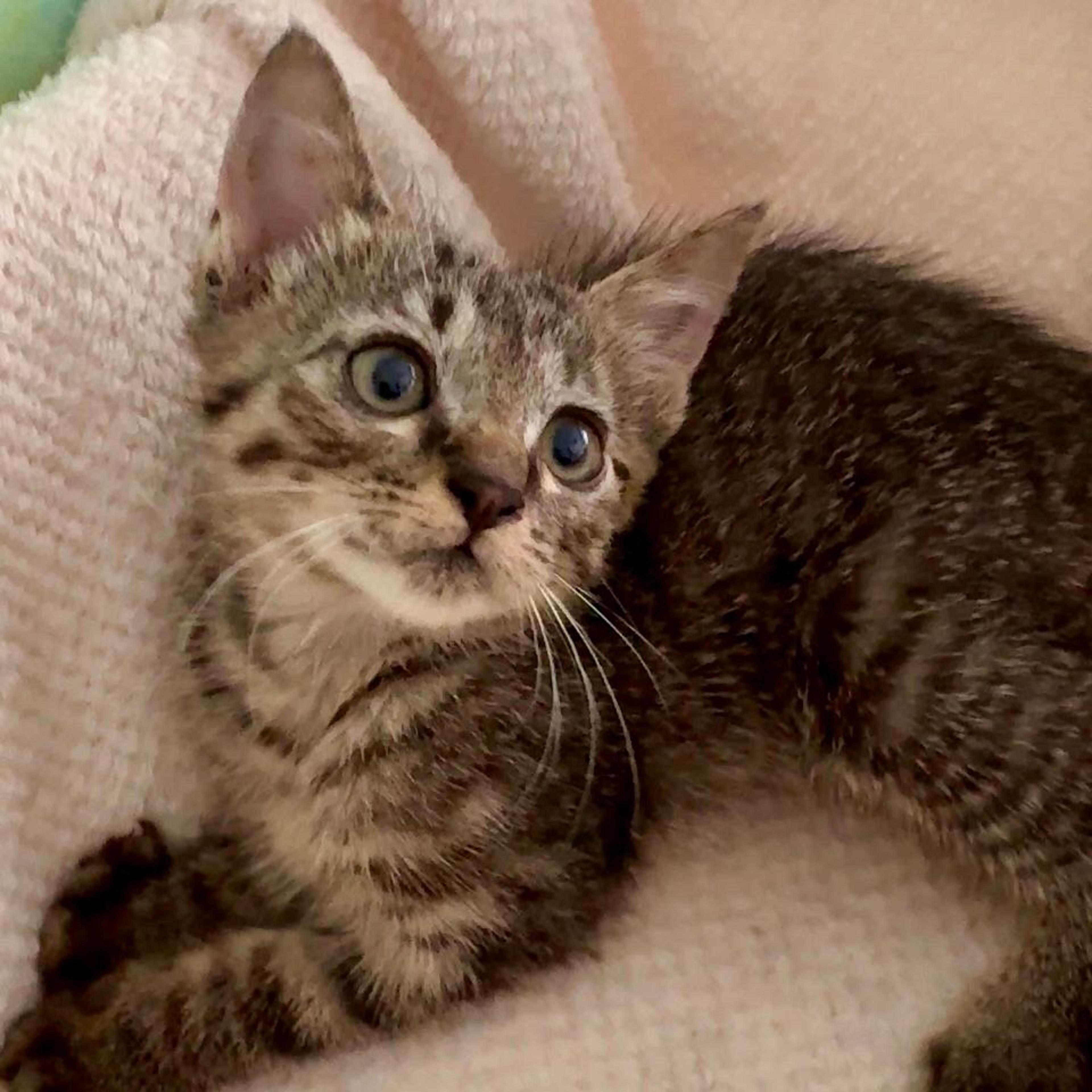 pet-image-5