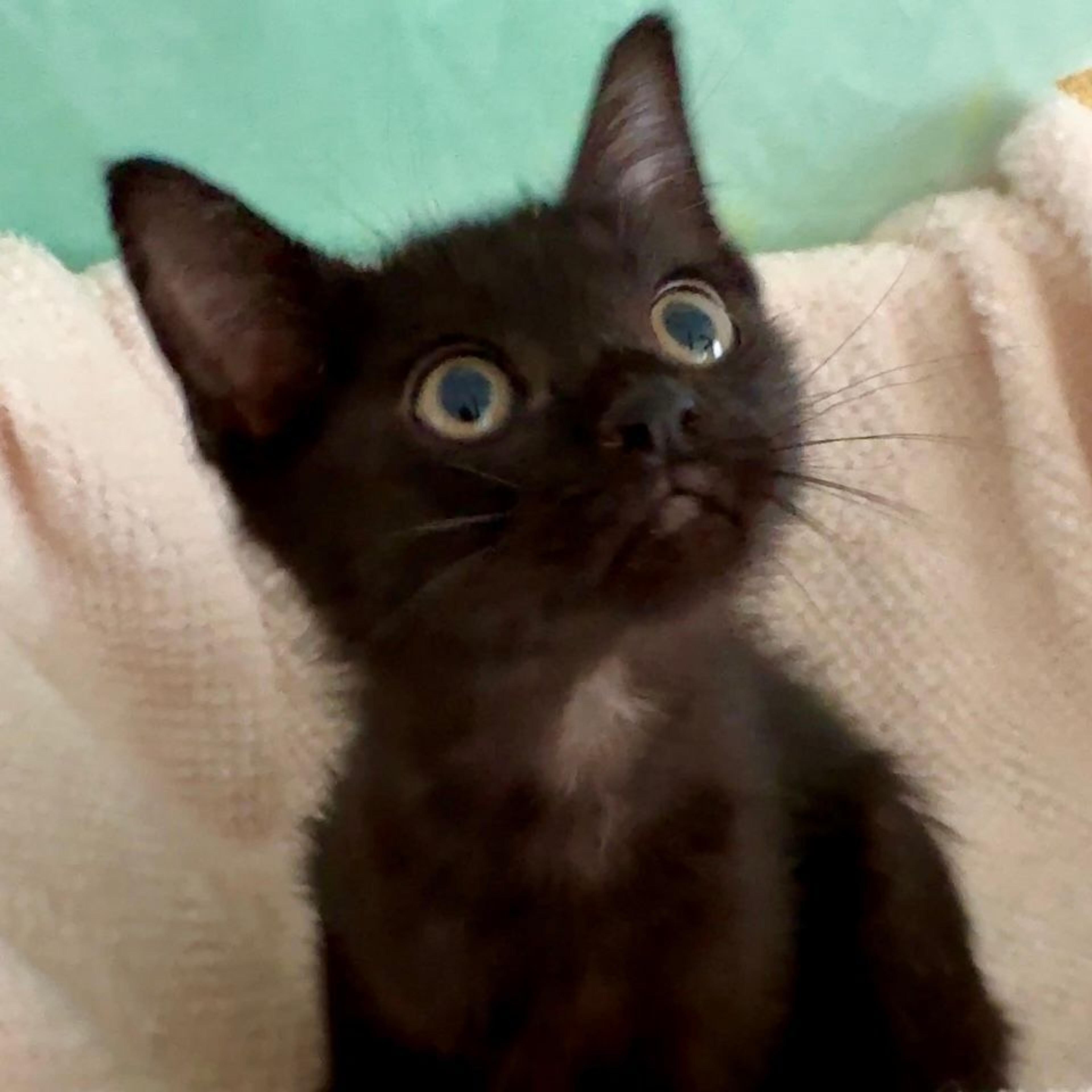 pet-image-6