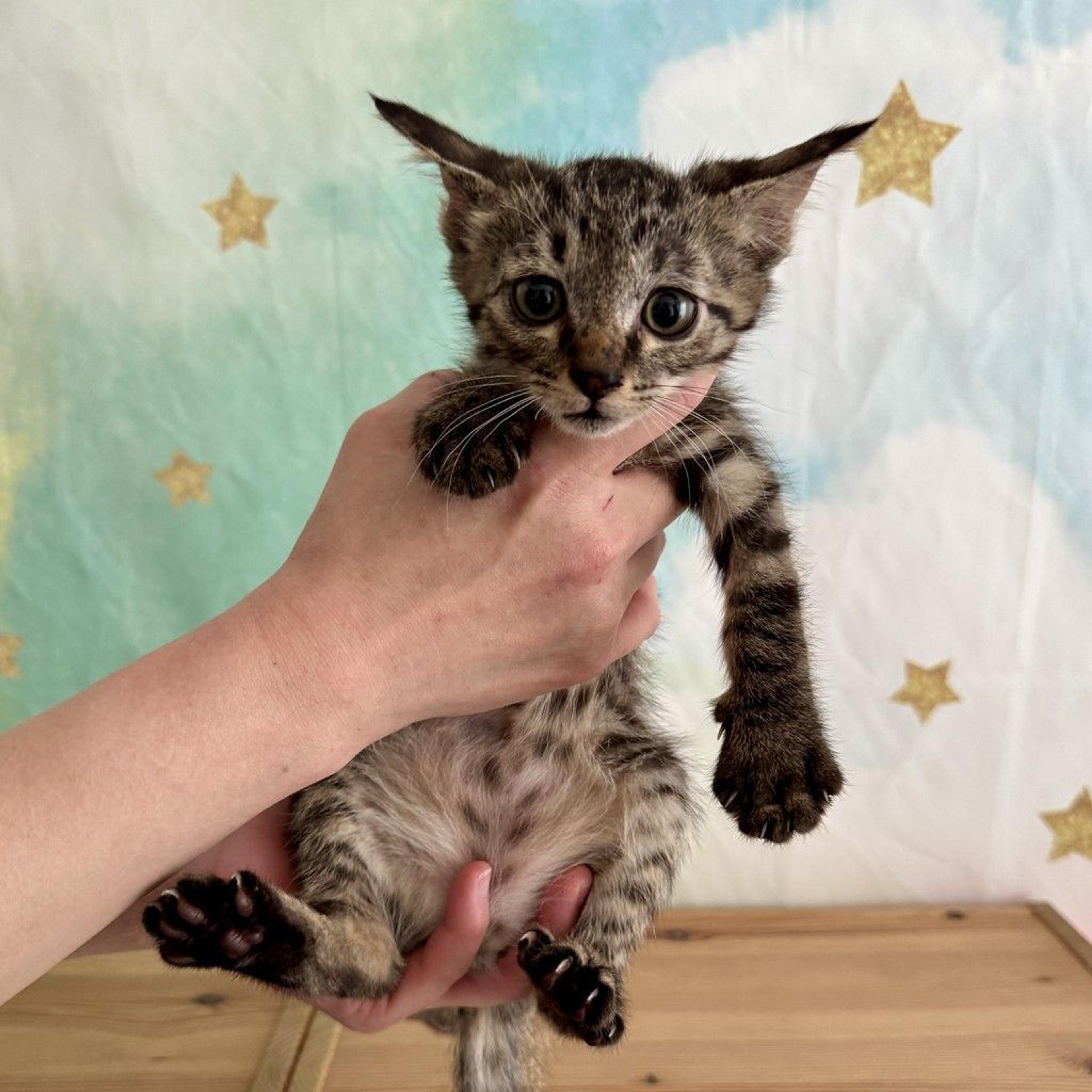 pet-image-9