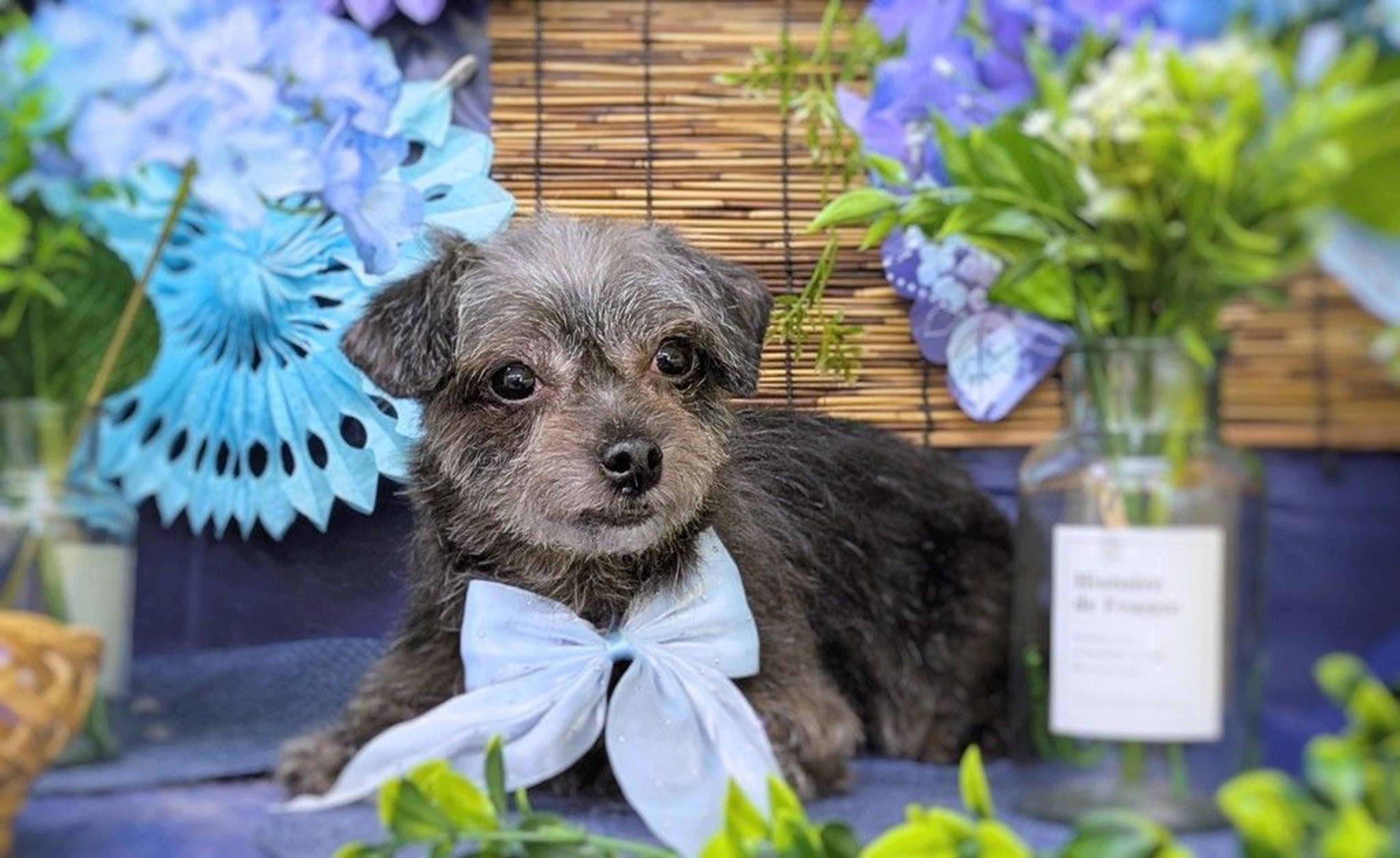 雑種（ミックス犬）・メスの里親募集の写真