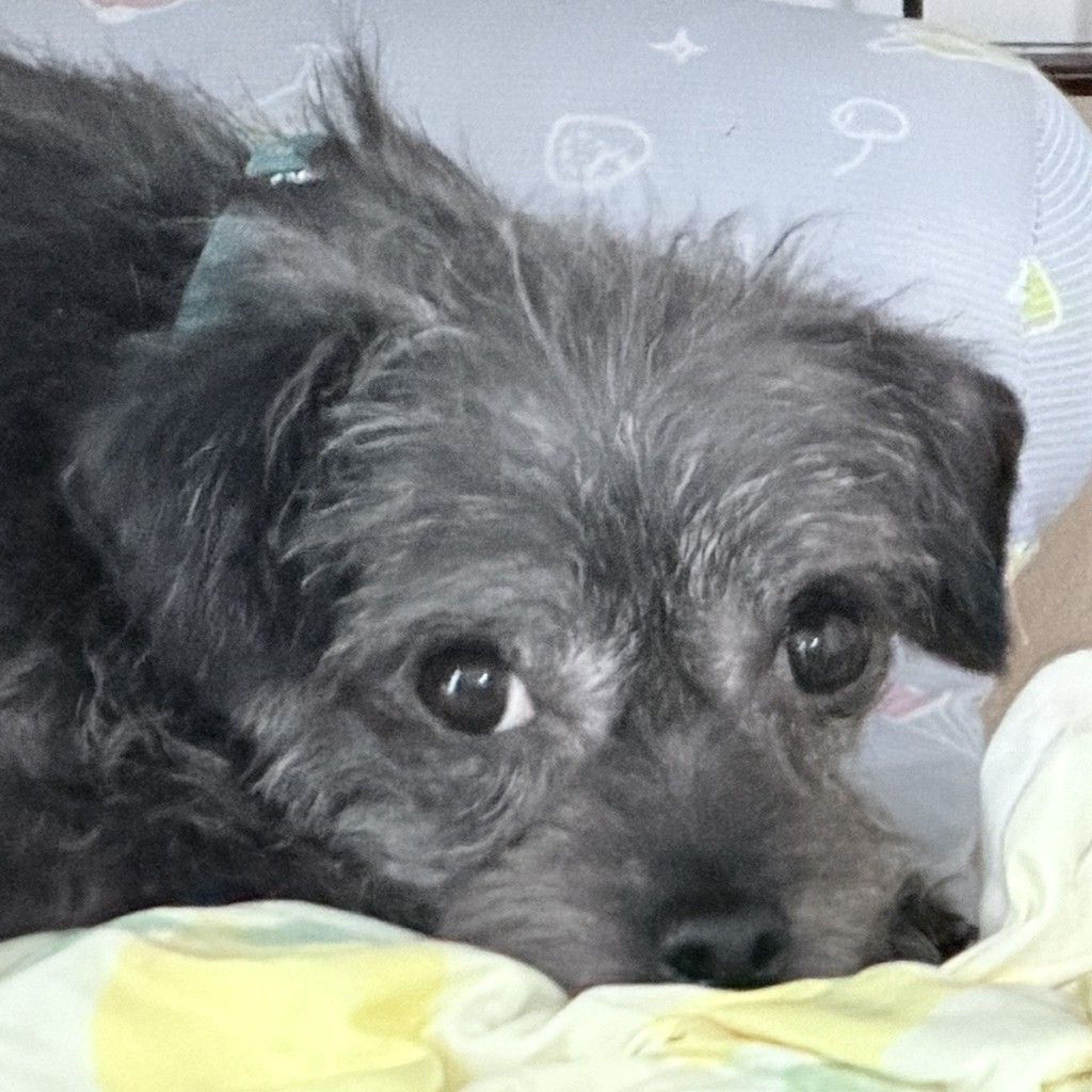 pet-image-2