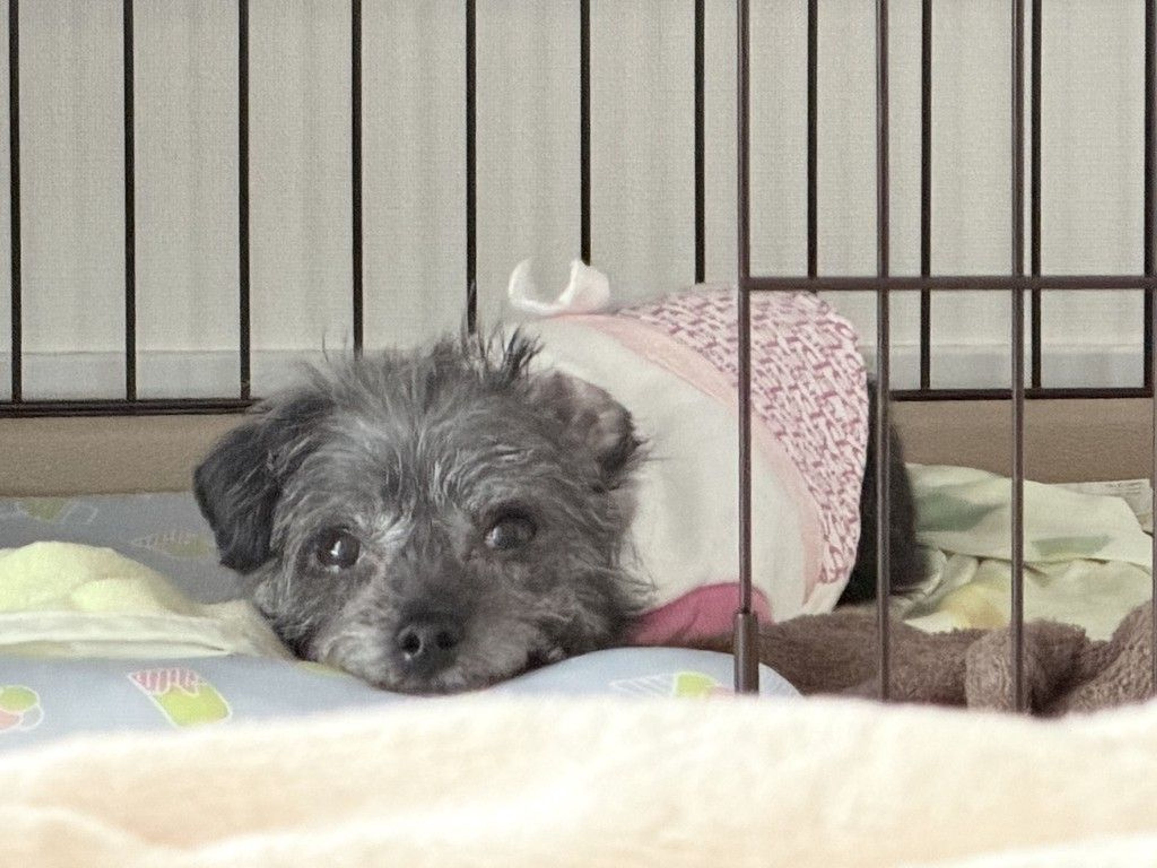 pet-image-3