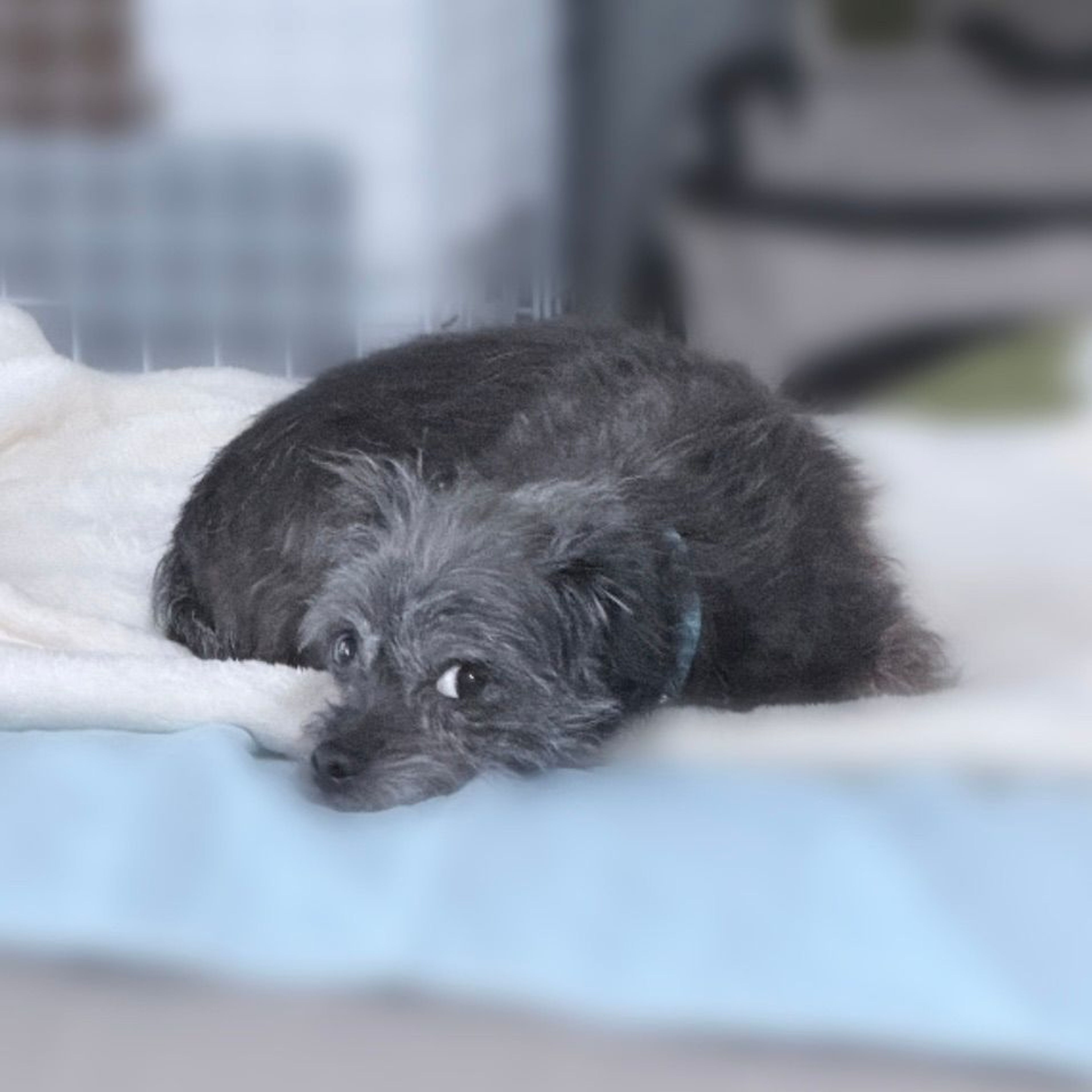 pet-image-4
