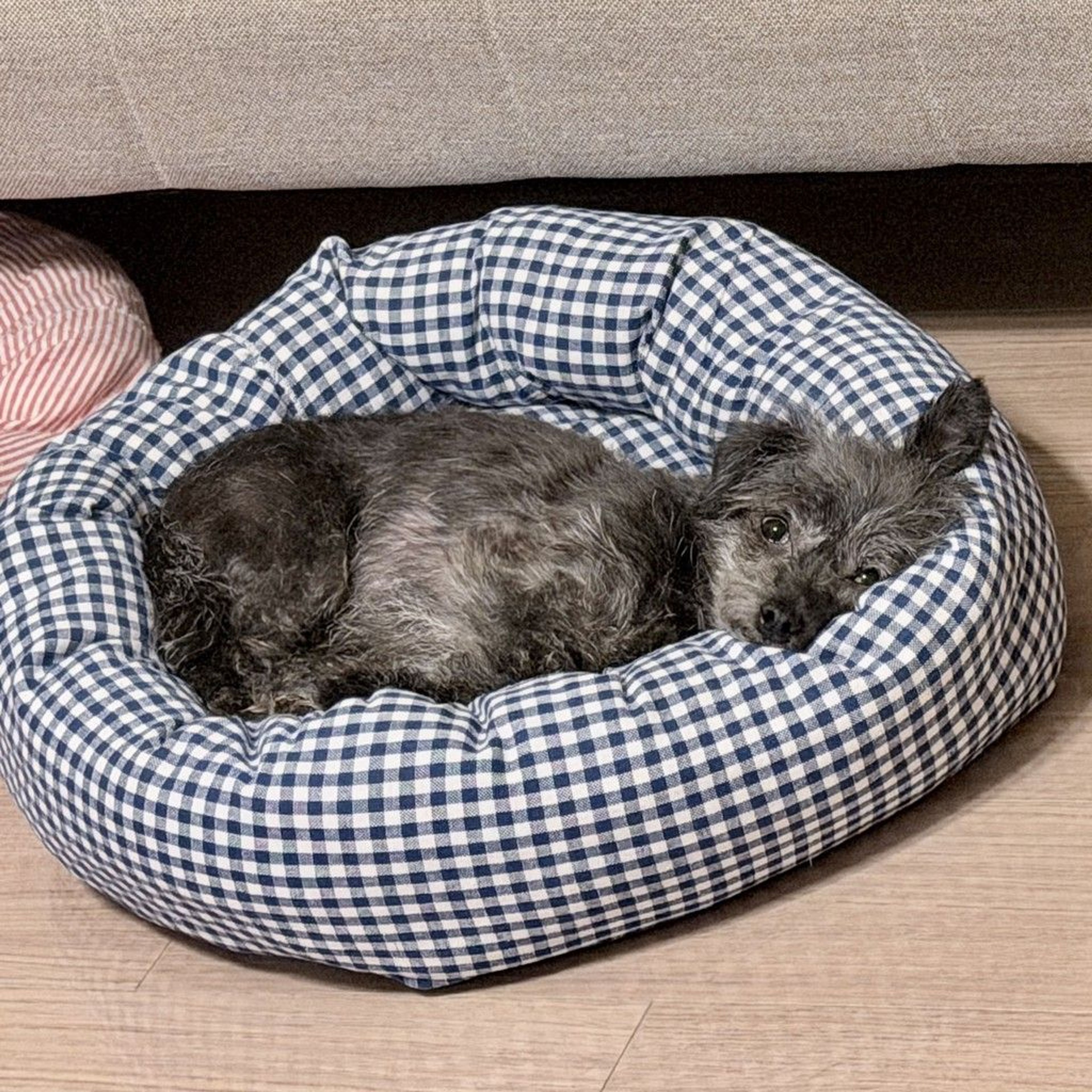 pet-image-5