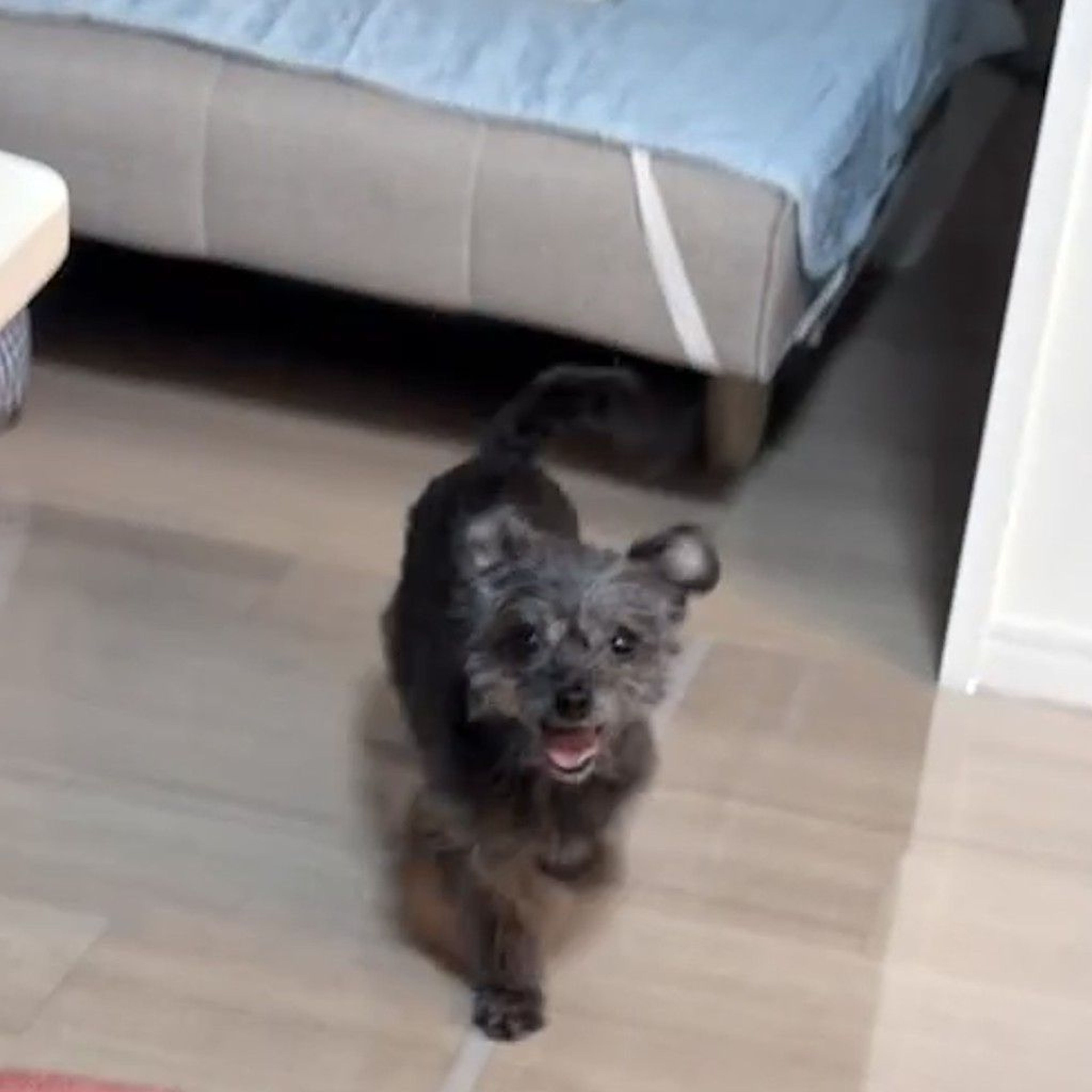 pet-image-7
