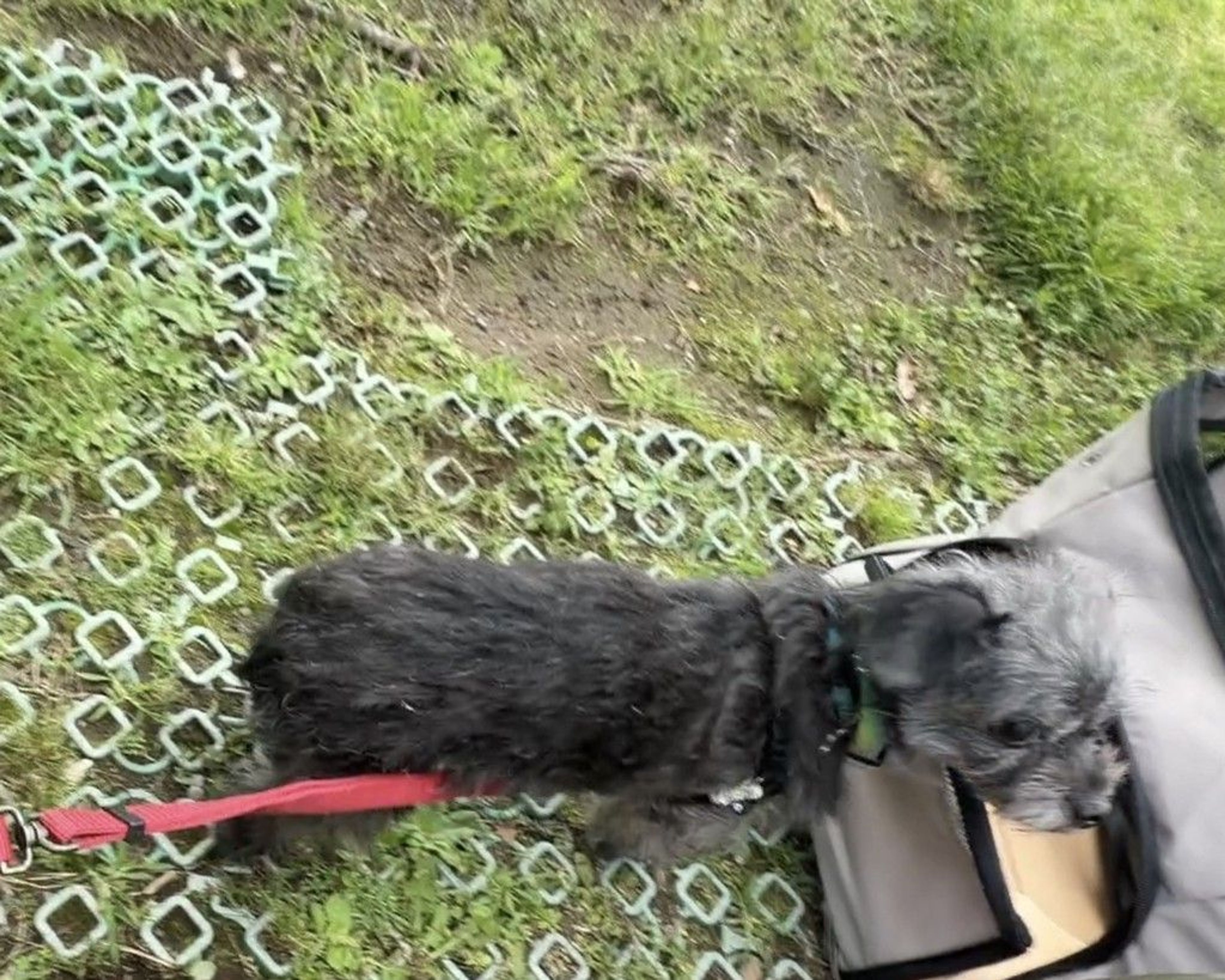 pet-image-9