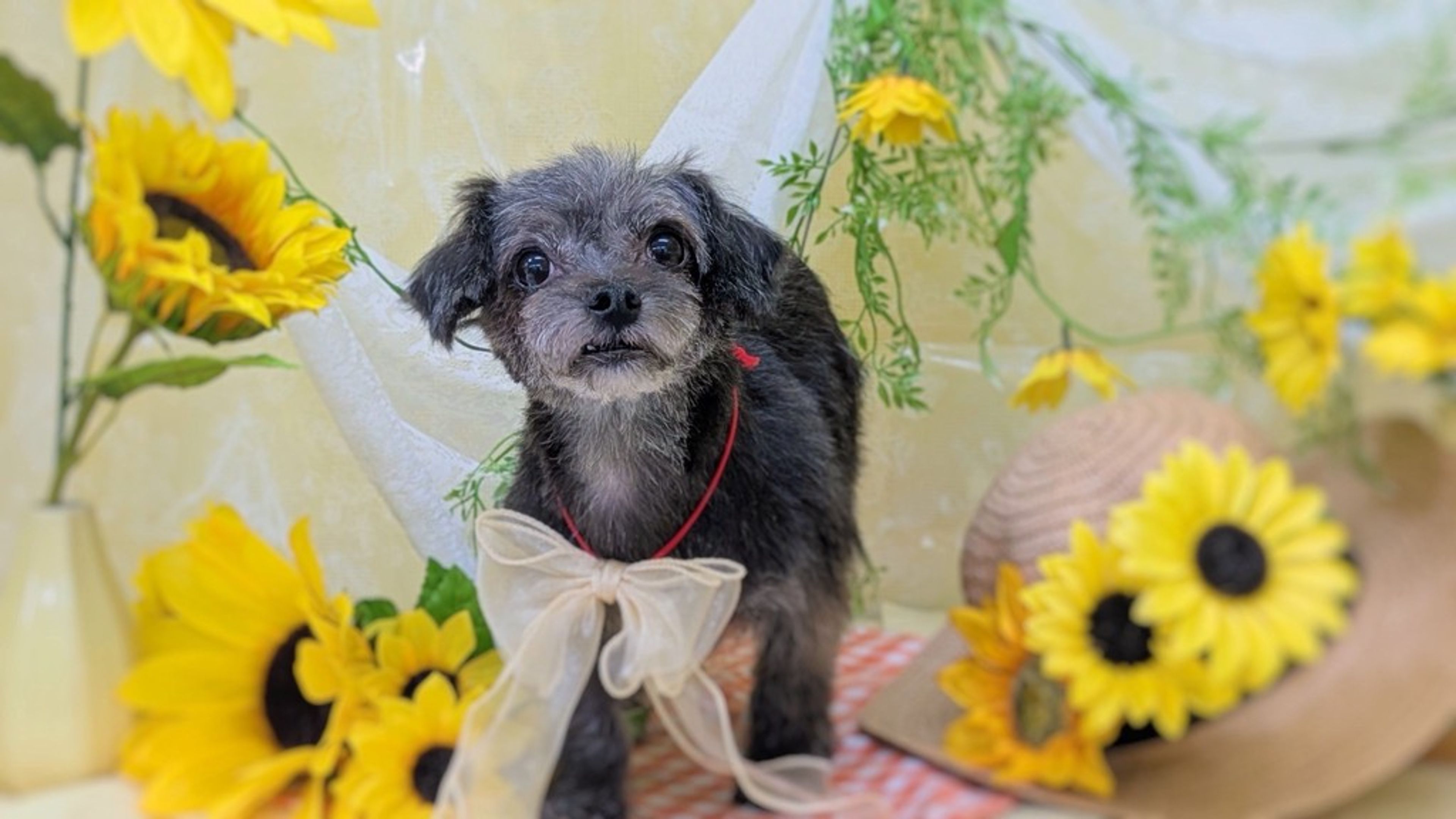 雑種（ミックス犬）・メスの里親募集の写真