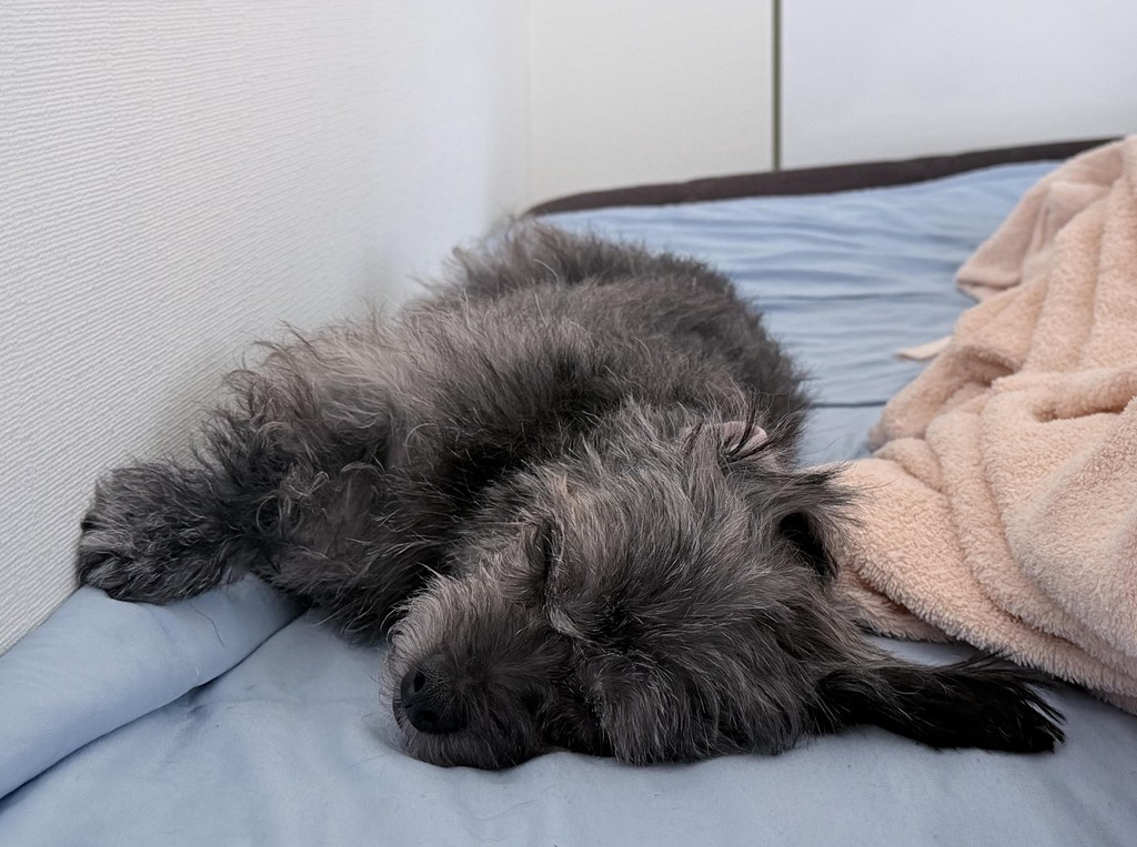 pet-image-5