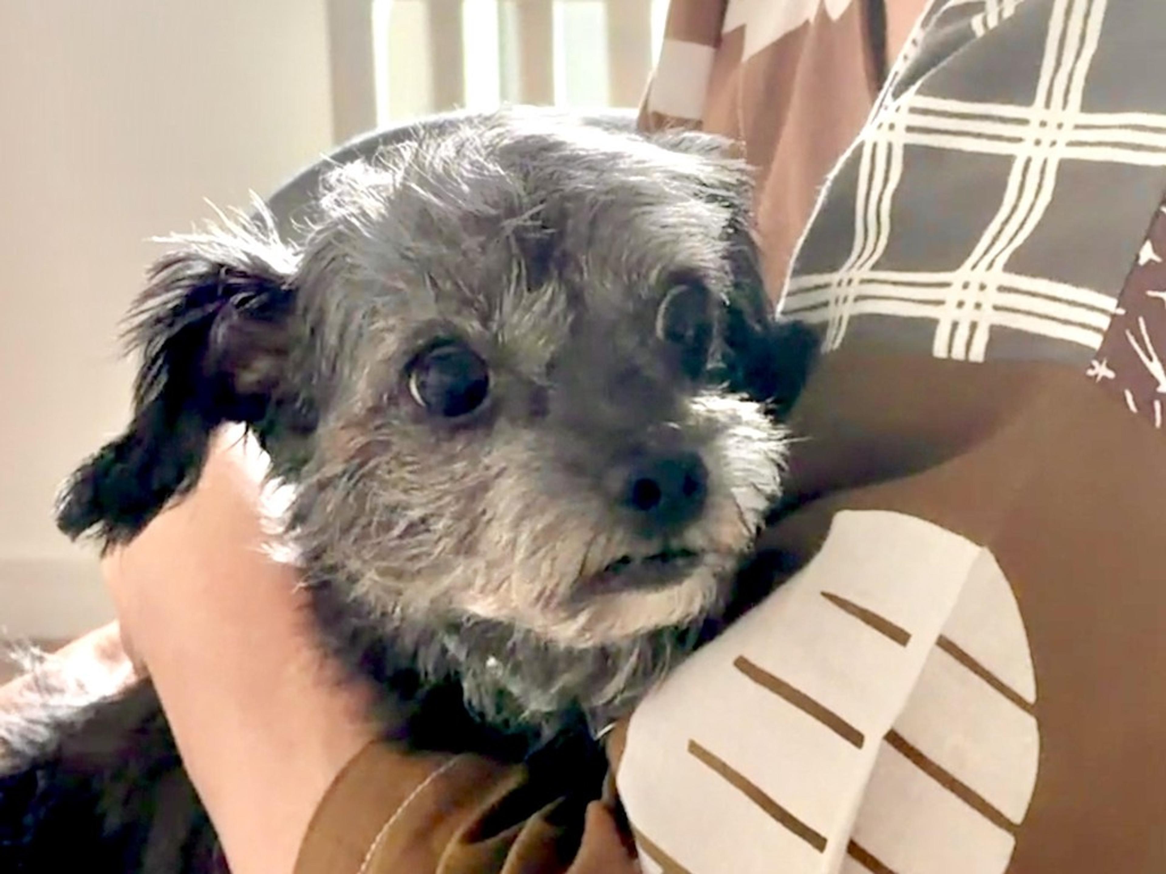 pet-image-6