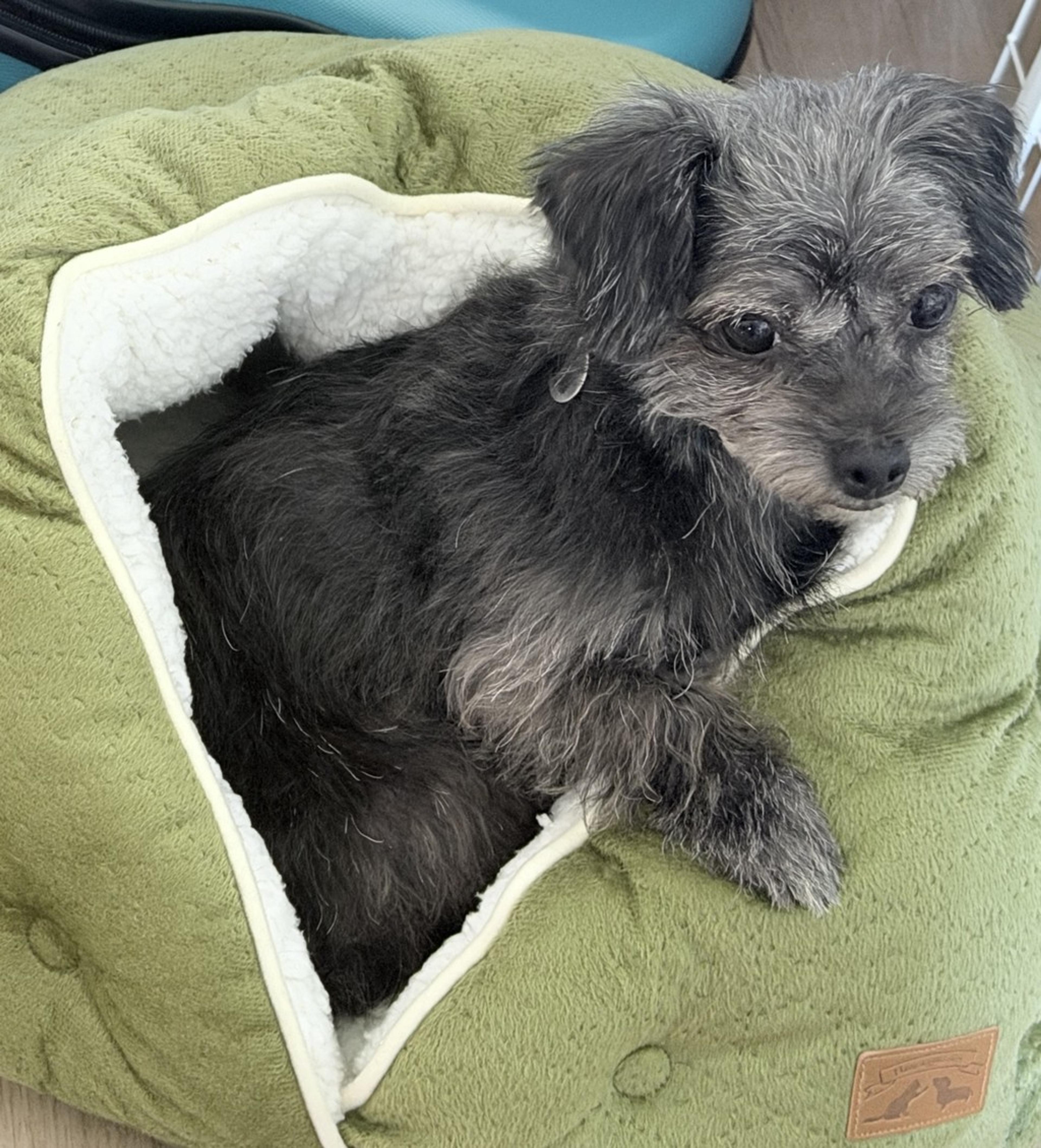 pet-image-7