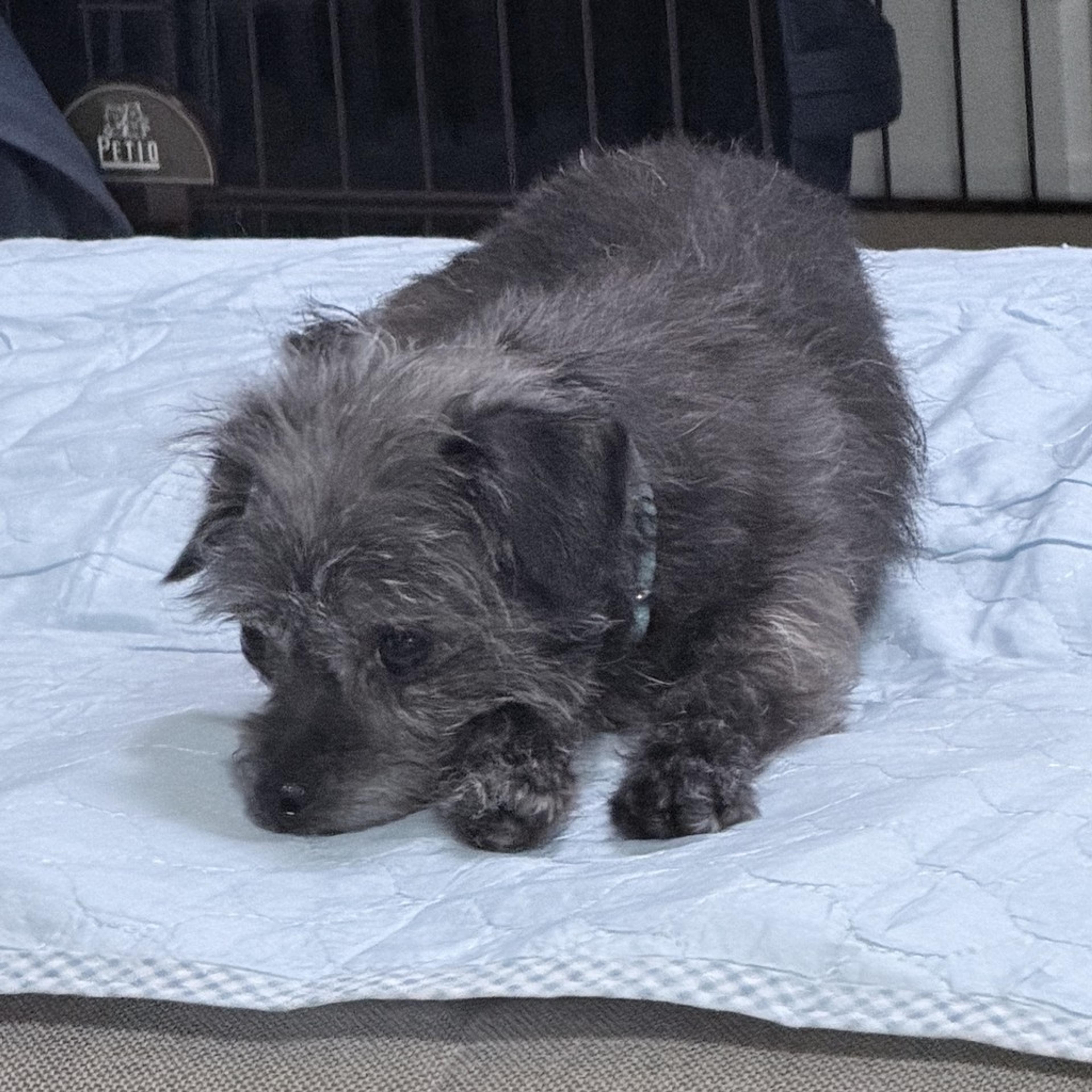pet-image-8