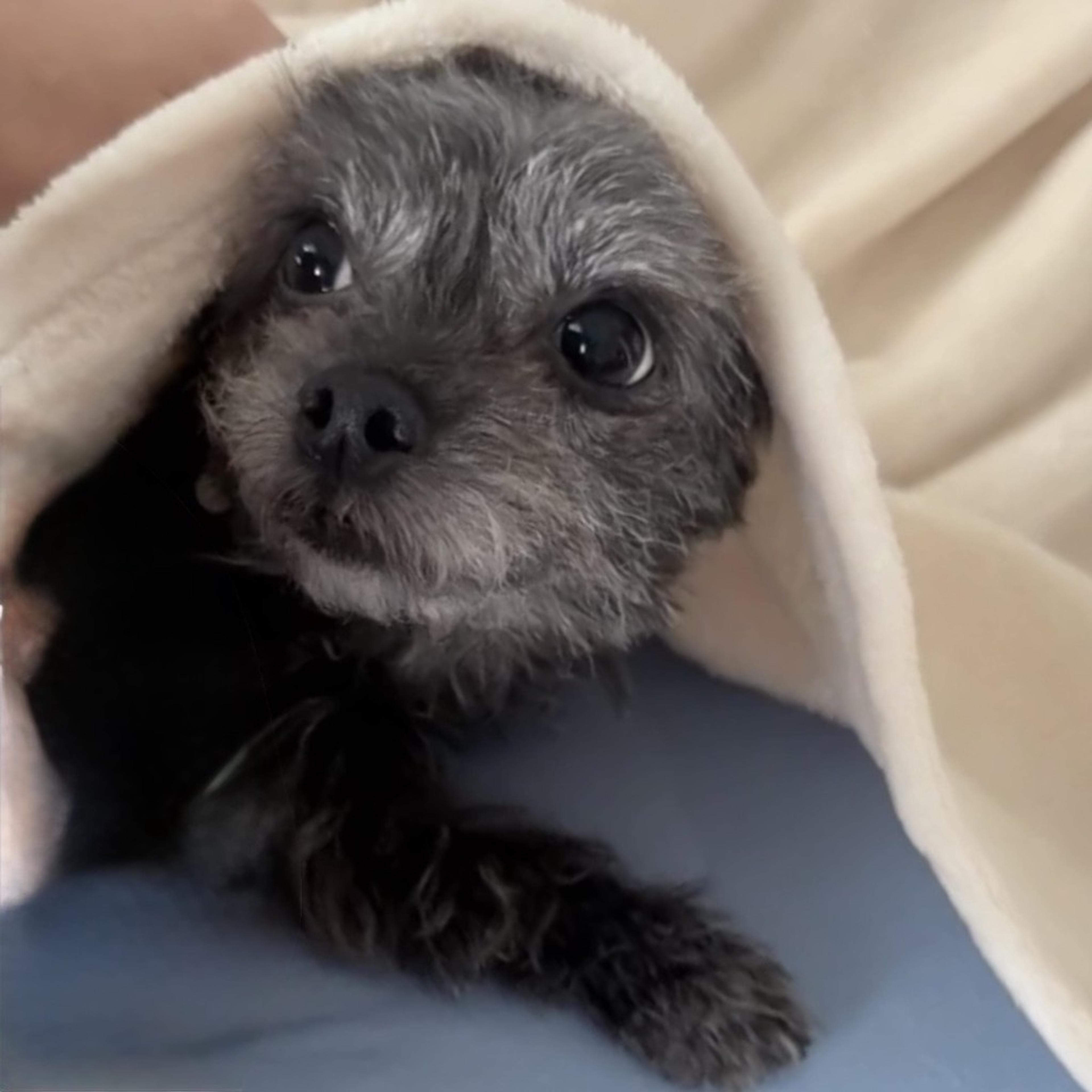 pet-image-9