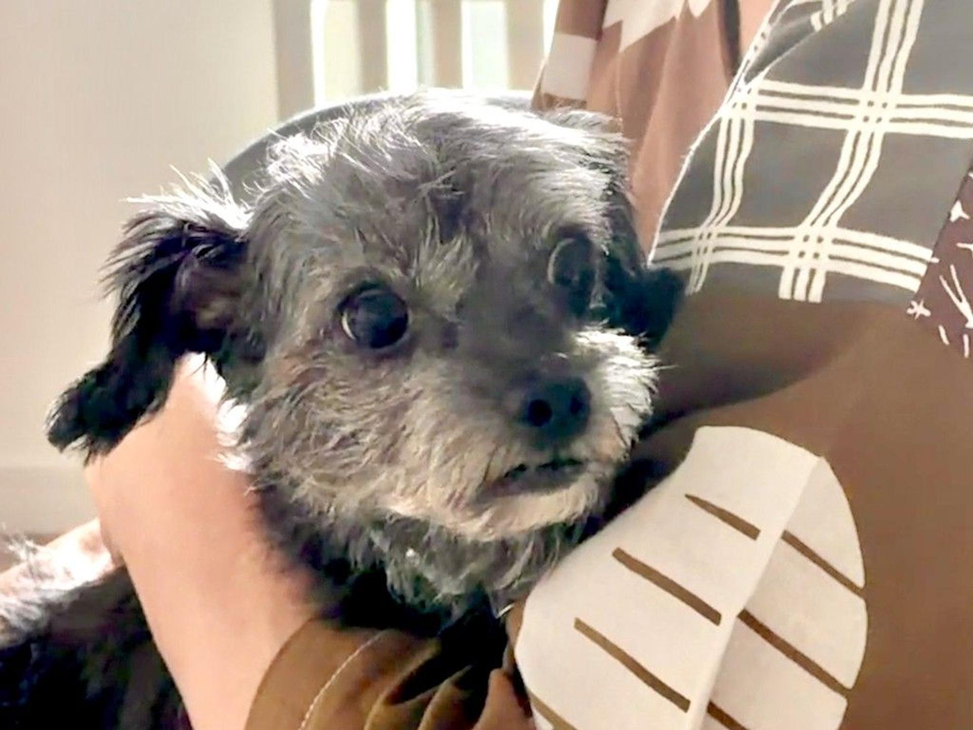 pet-image-6
