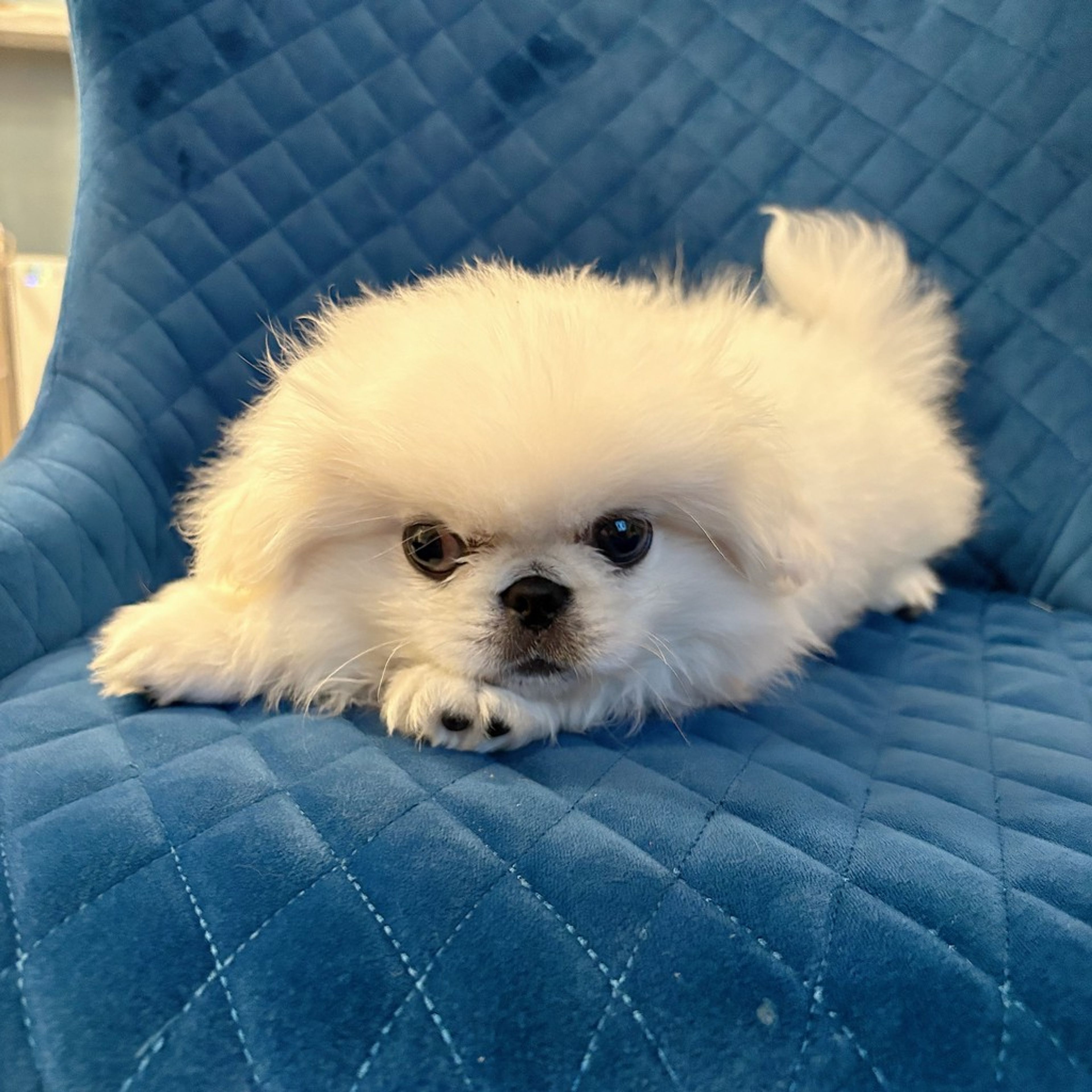 pet-image-3