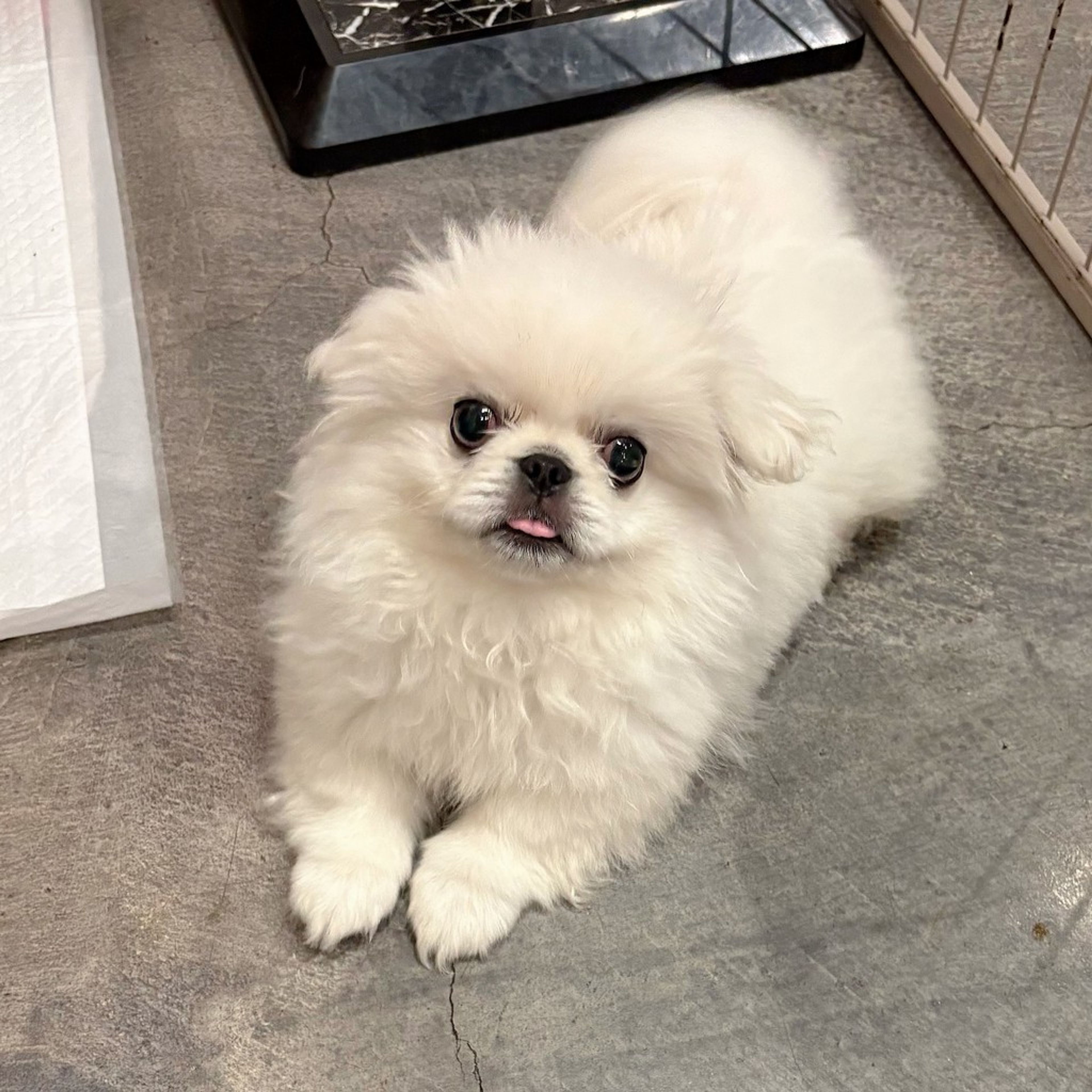 pet-image-4