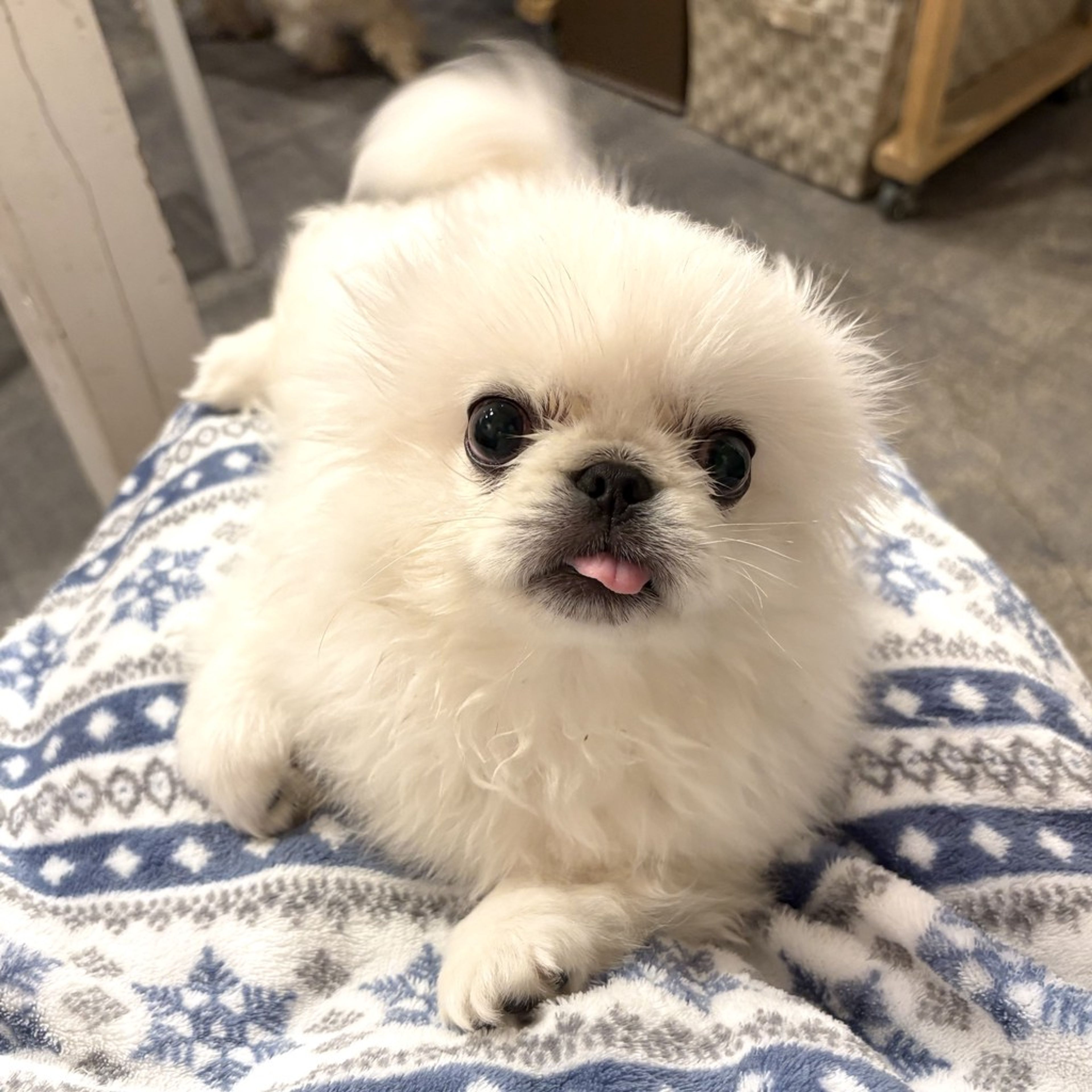 pet-image-5