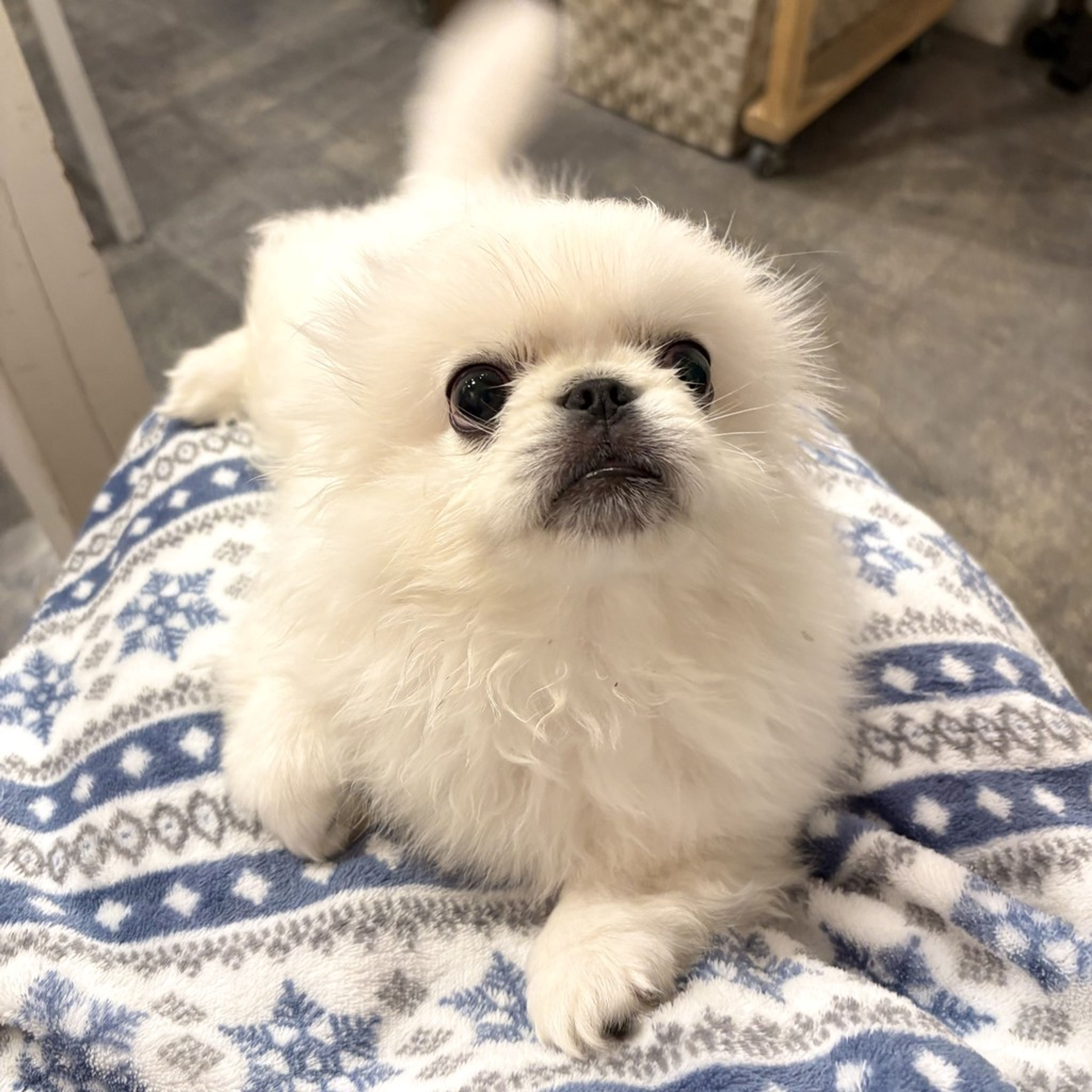 pet-image-6