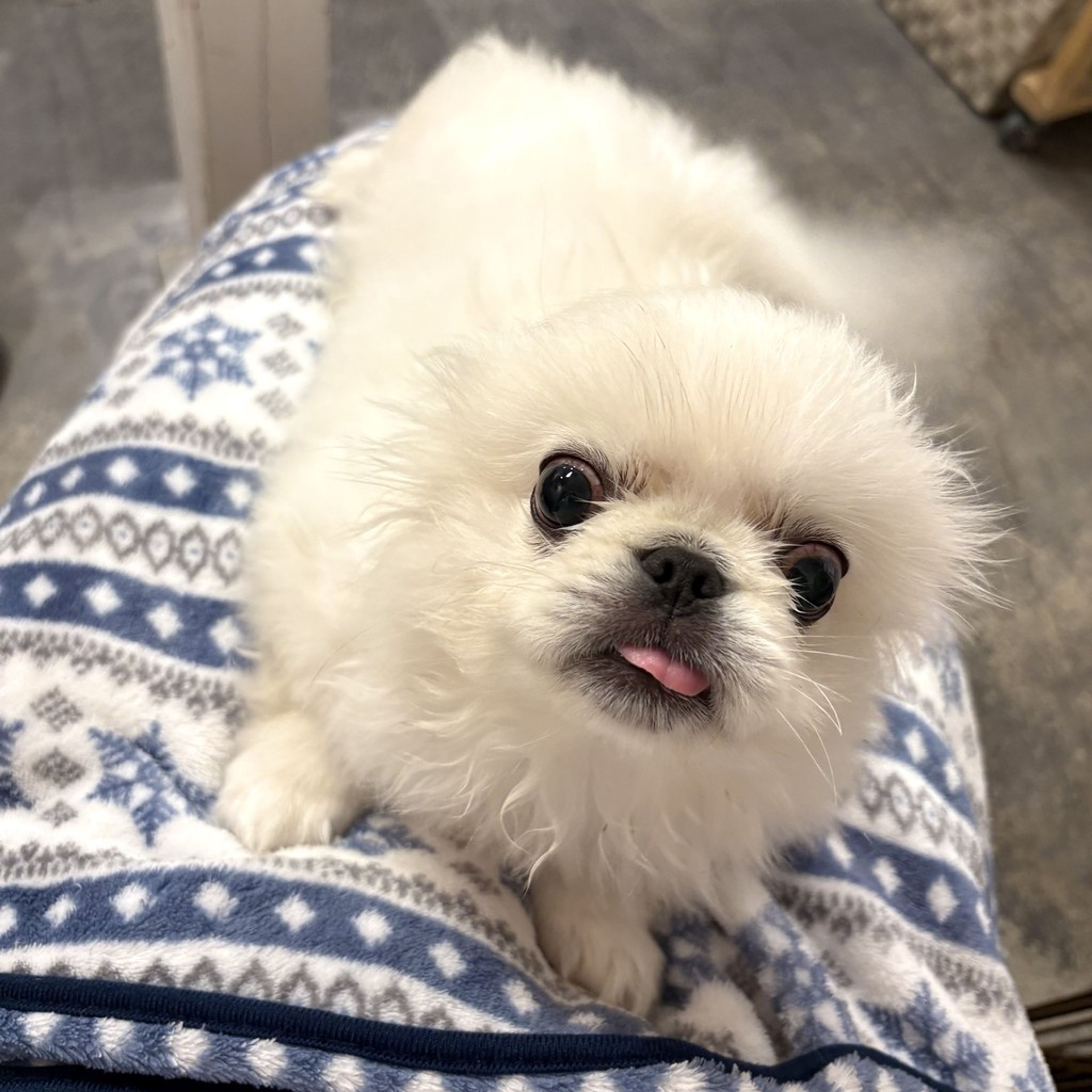 pet-image-7