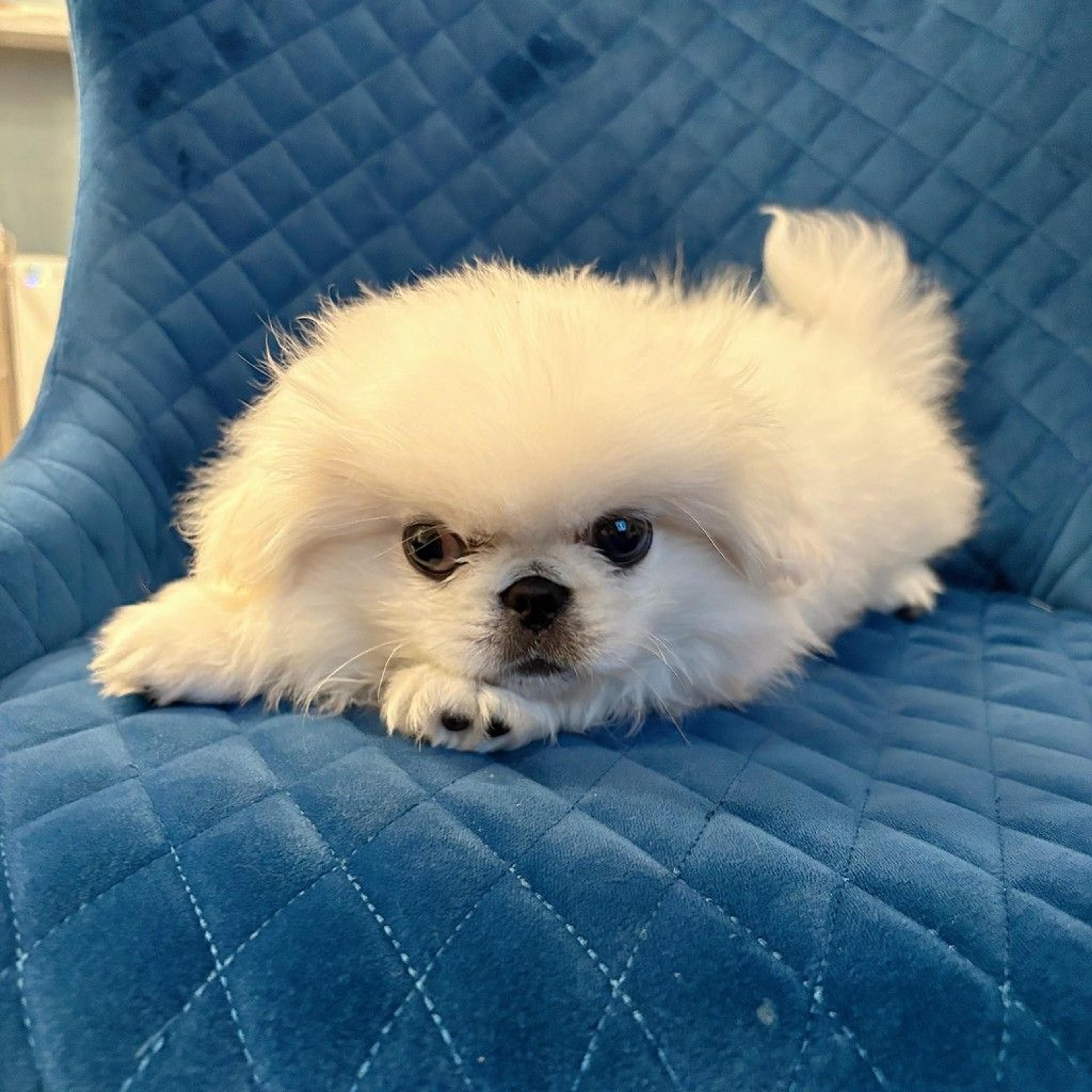 pet-image-8