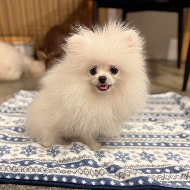 わたの写真